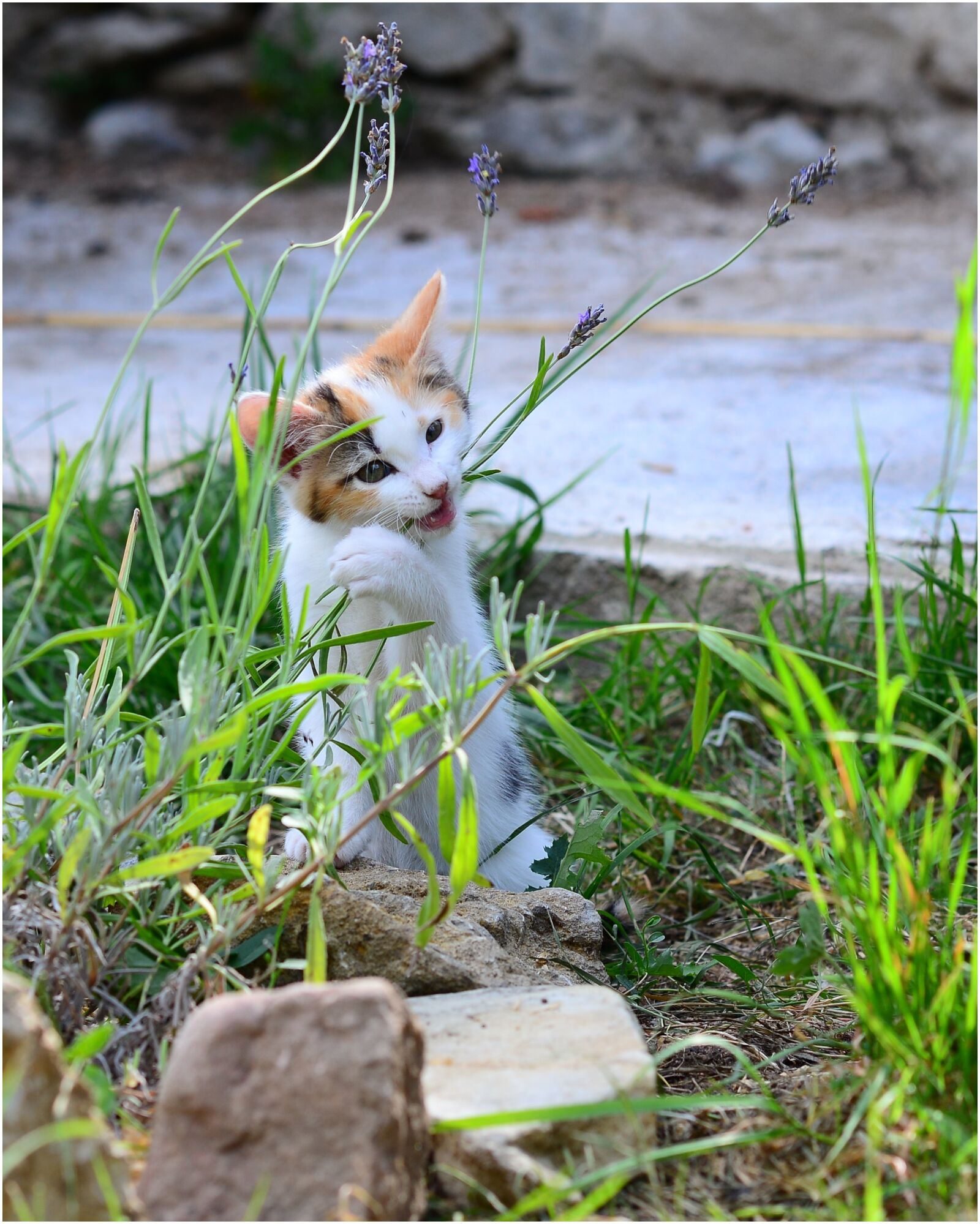 Nikon D600 sample photo. Kitten, cat, pet photography