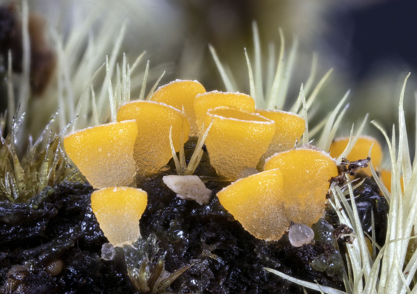 Canon MP-E 65mm F2.5 1-5x Macro Photo sample photo. Fungi, micro, mushrooms photography