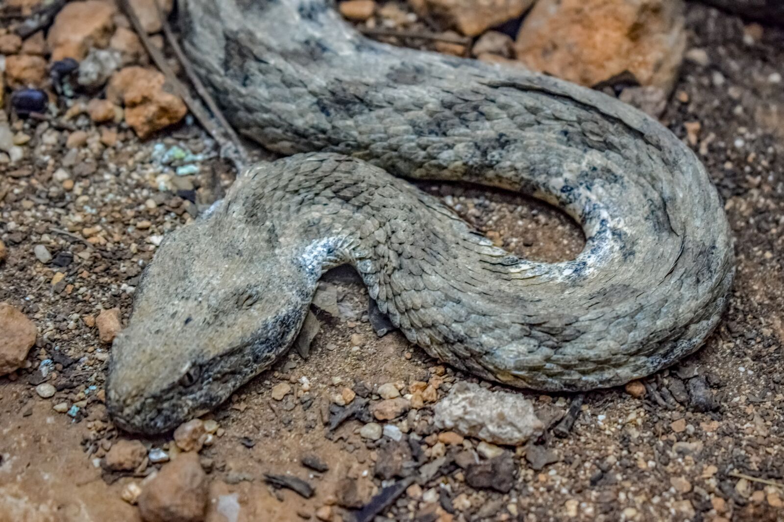 Nikon D3300 sample photo. Viper, snake, reptile photography