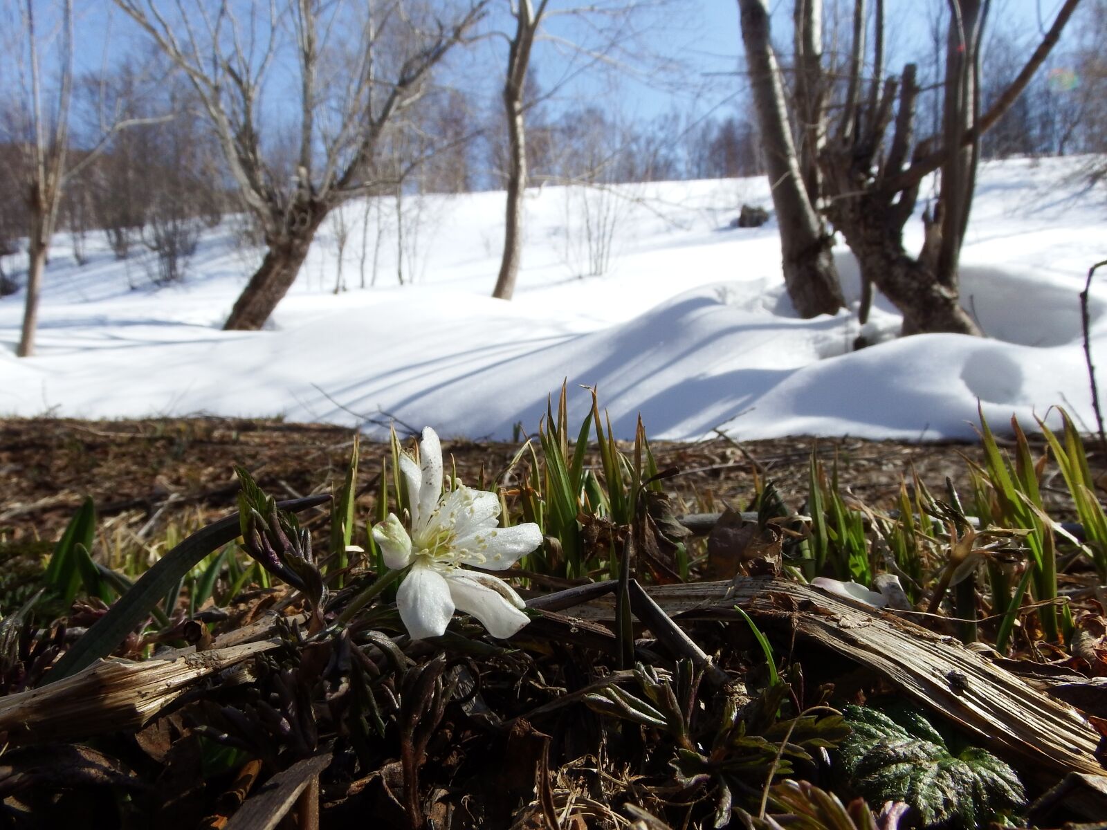 Fujifilm FinePix S1 sample photo. Primula, snowdrop, anemone amur photography