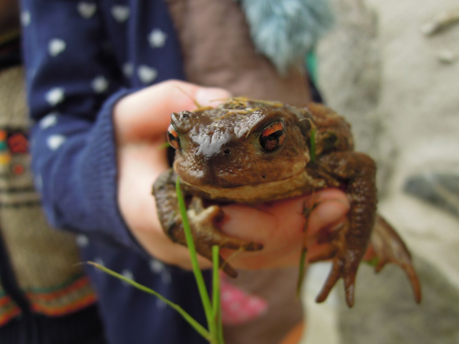 Nikon Coolpix P300 sample photo. Frog, pond, amphibian photography