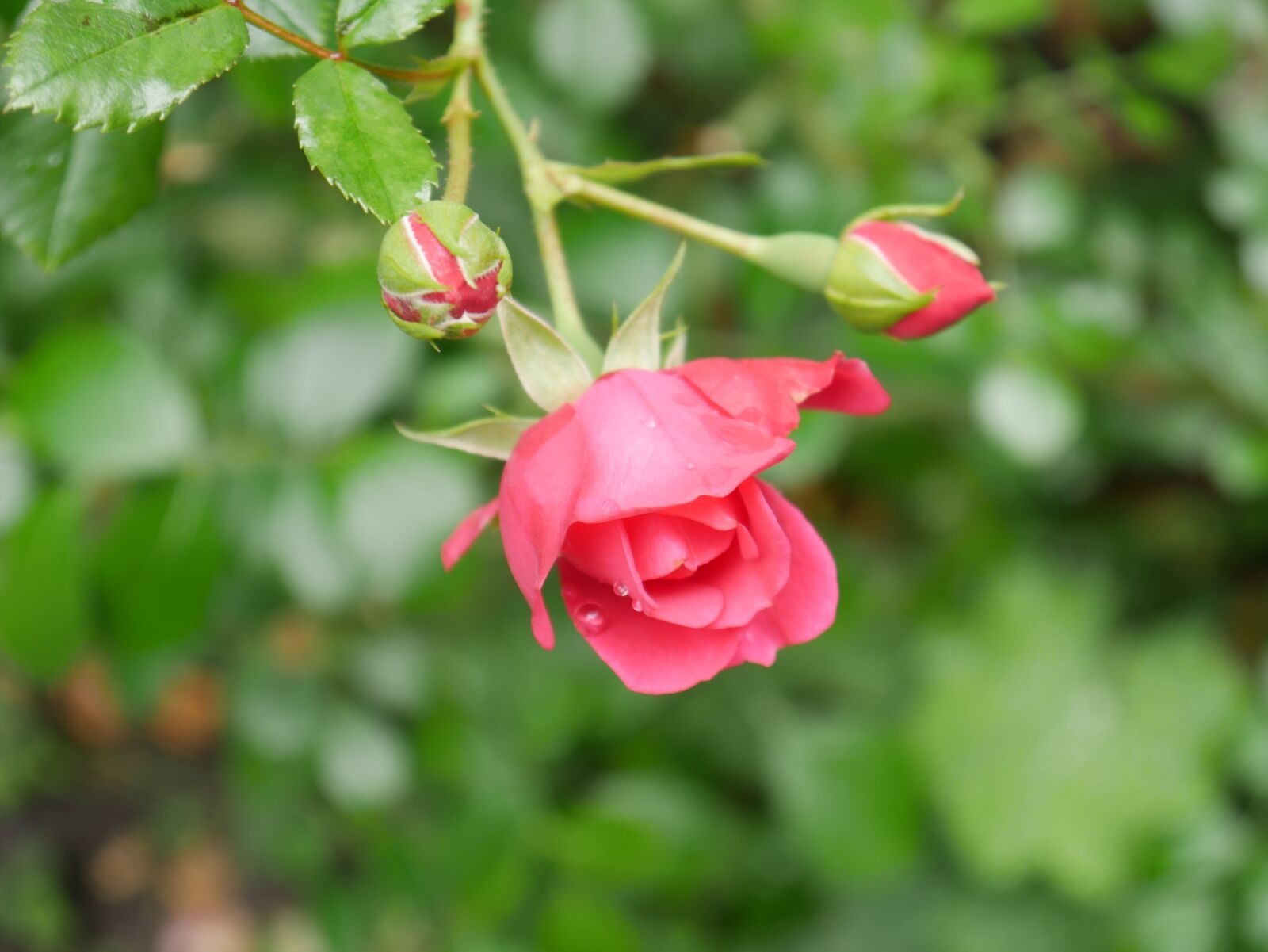 Panasonic DMC-G70 sample photo. Pink, rose, flower photography