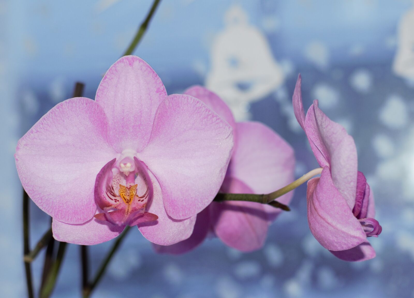 Nikon D5300 sample photo. Flower, orchid, beautiful flower photography