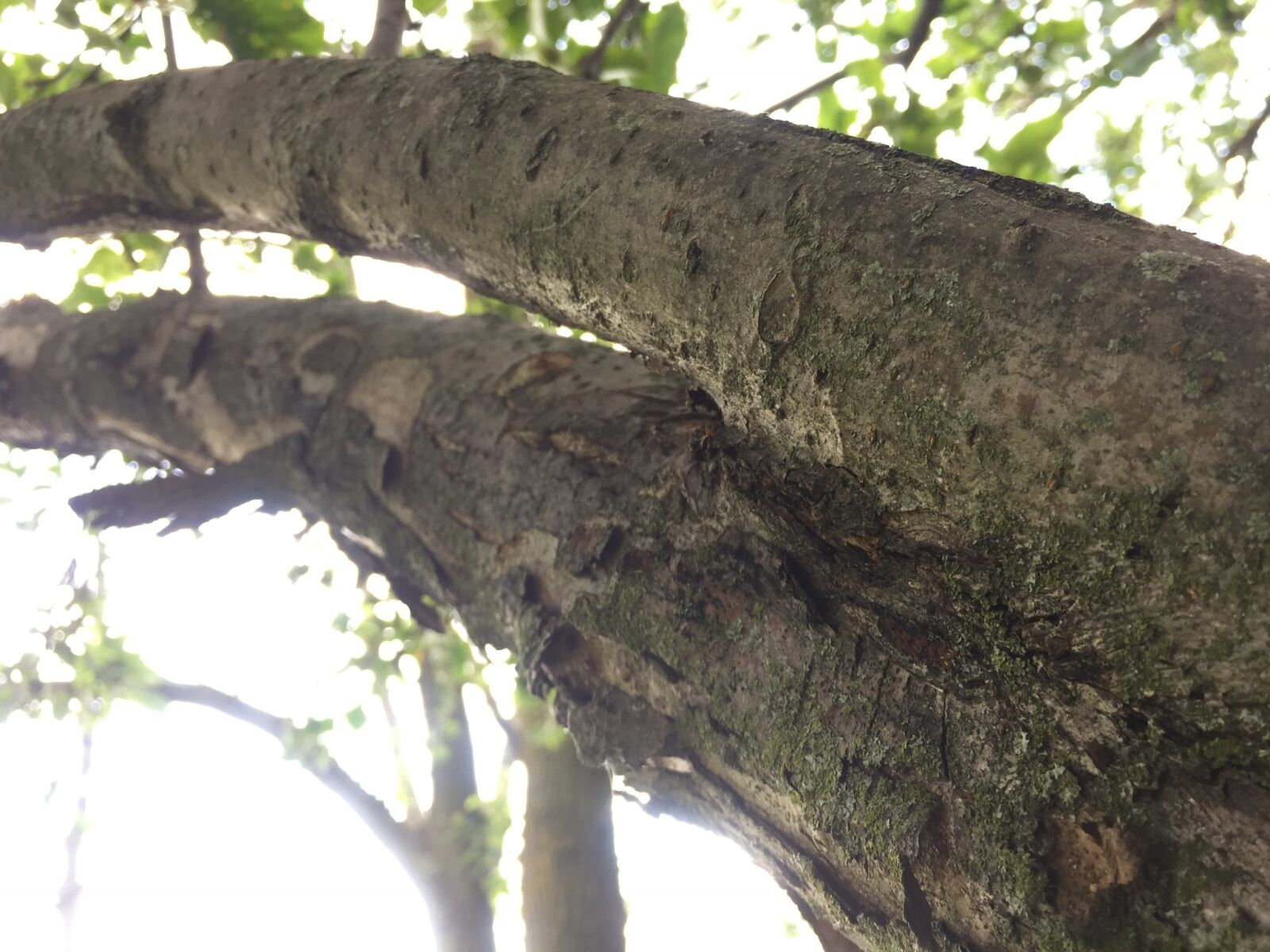 iPhone 6 back camera 4.15mm f/2.2 sample photo