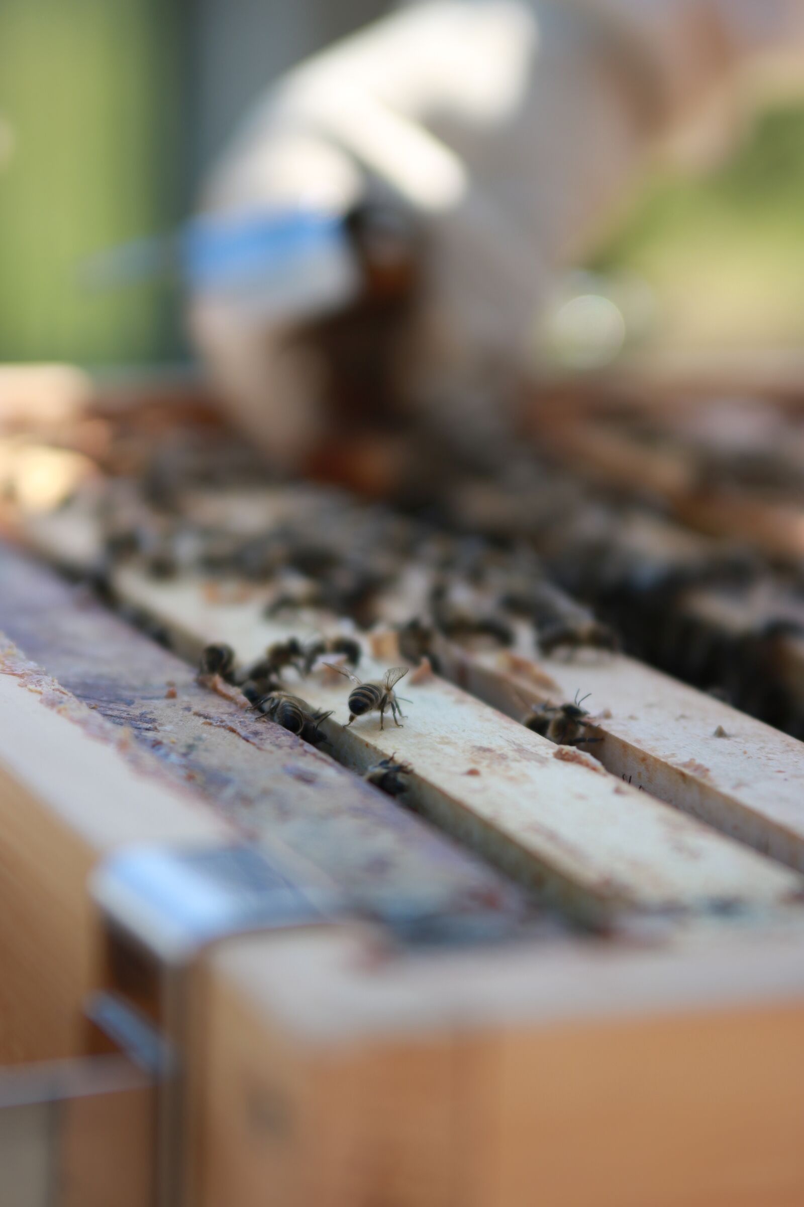 Canon EOS 750D (EOS Rebel T6i / EOS Kiss X8i) sample photo. Bees, combs, honey photography