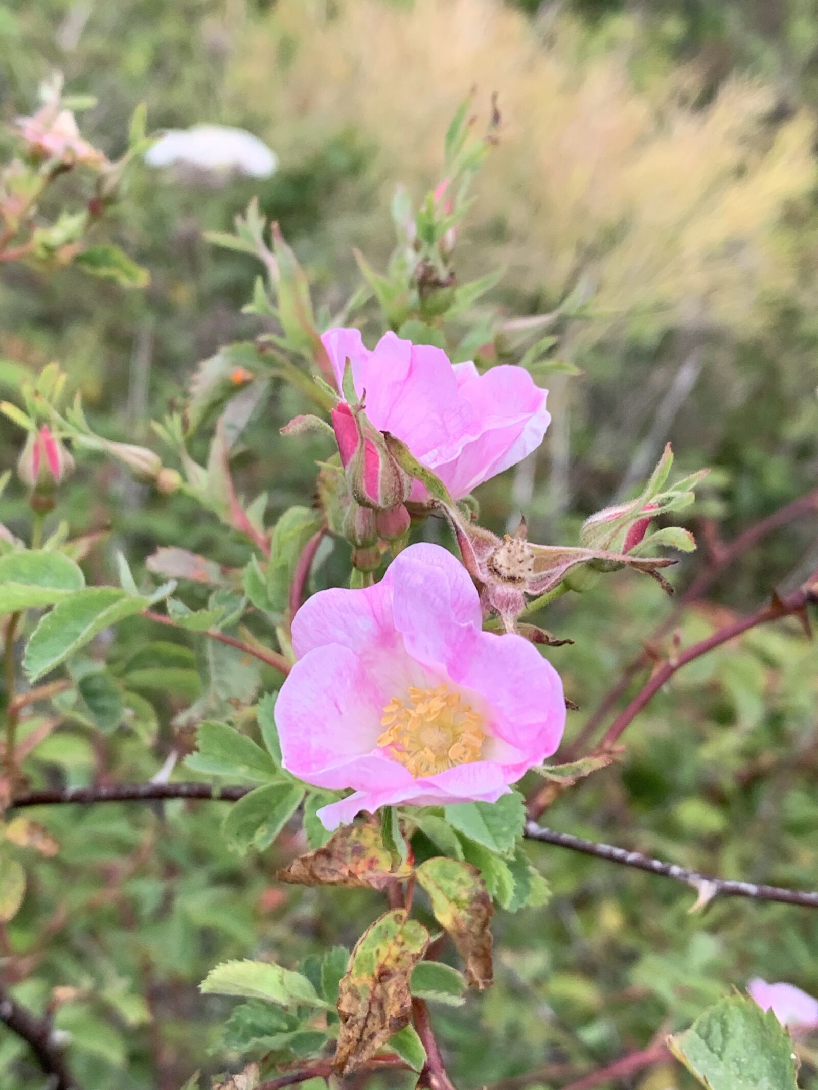 iPhone XS back dual camera 4.25mm f/1.8 sample photo. Wildrose, wild, rose photography