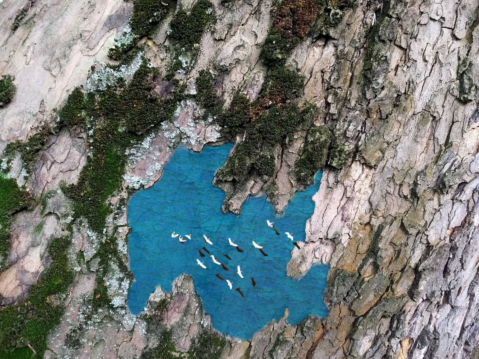 Motorola Moto G (5) Plus sample photo. Lake, platanus, lake platanus photography