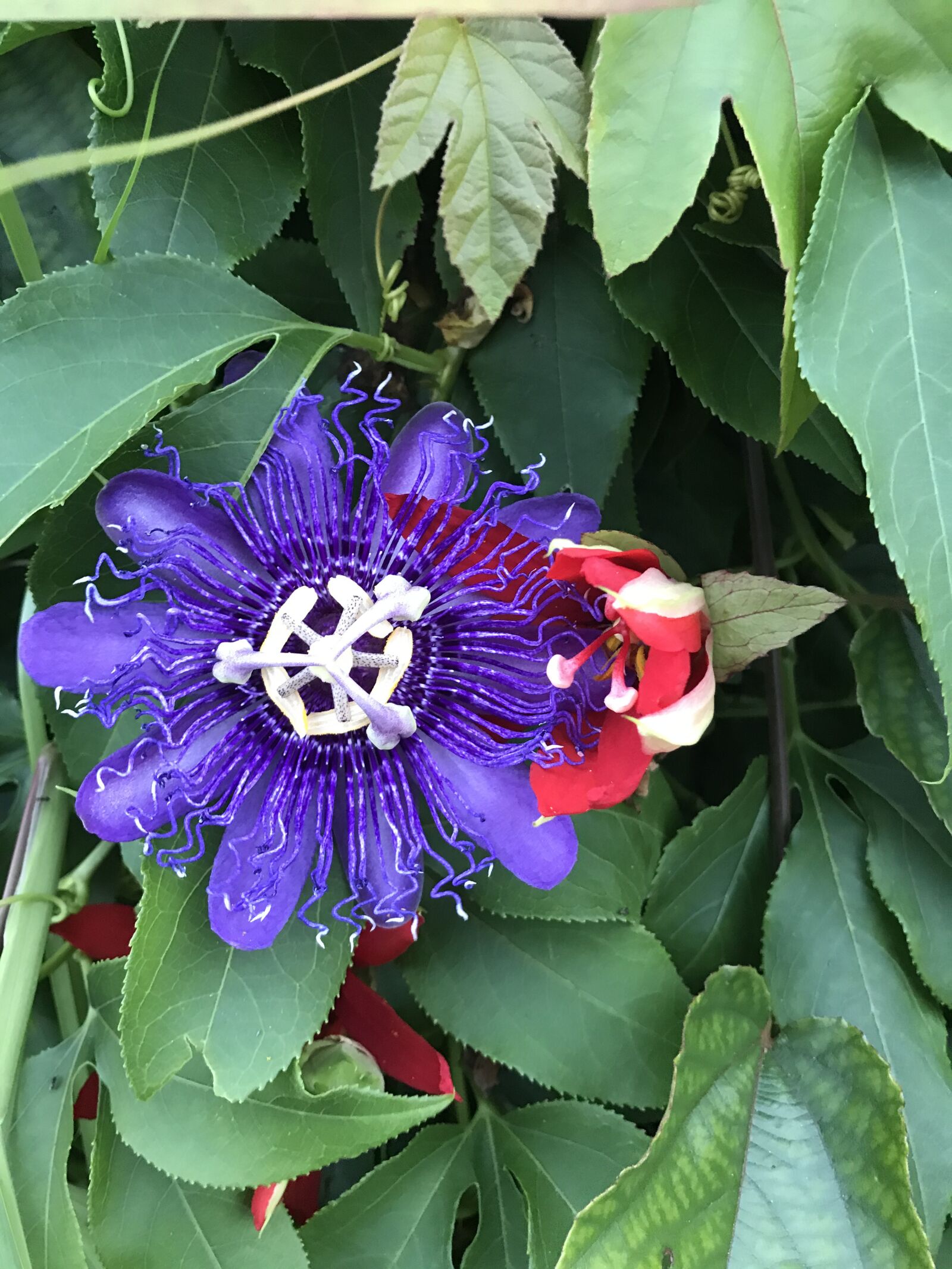 iPhone 7 Plus back dual camera 3.99mm f/1.8 sample photo. Passion flowers, passion vines photography