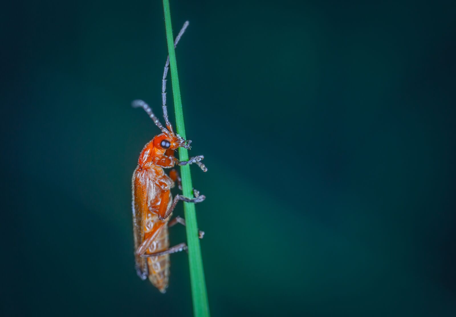 #124 65/2.8 sample photo. Insect, no one, nature photography