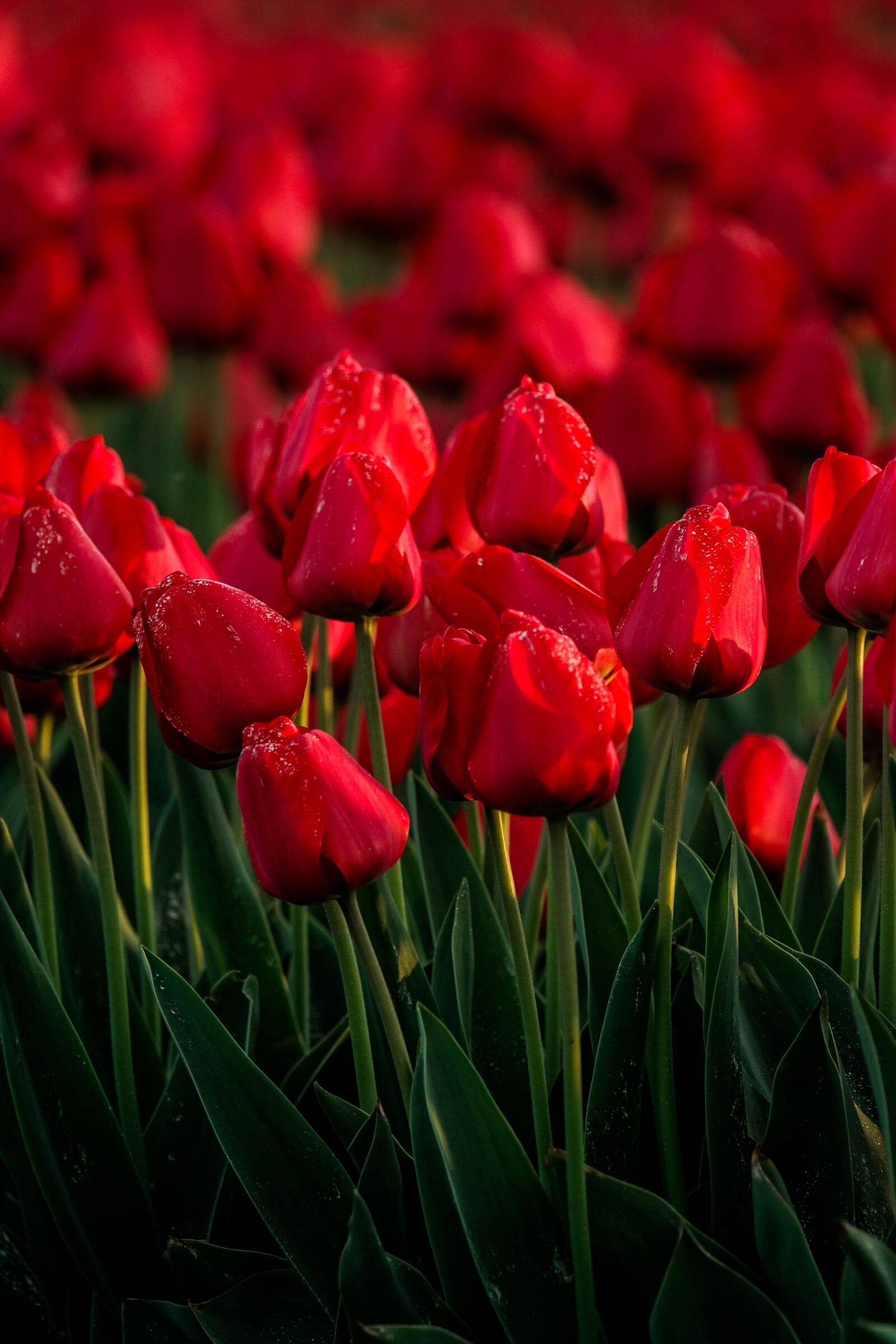 Sony Cyber-shot DSC-RX10 III sample photo. Tulip, flower, red photography