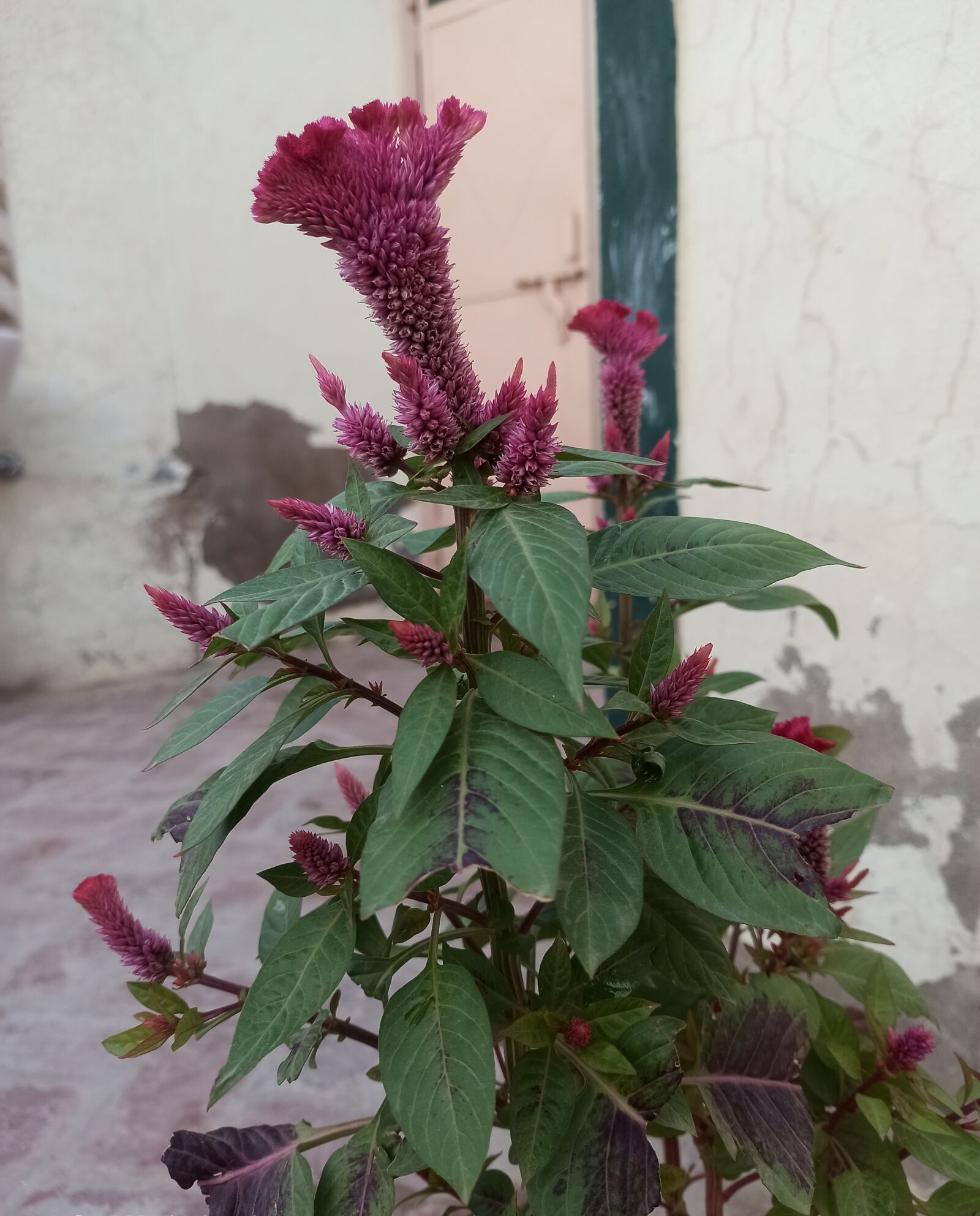 Xiaomi Redmi Note 8 Pro sample photo. Flower, home flower, green photography
