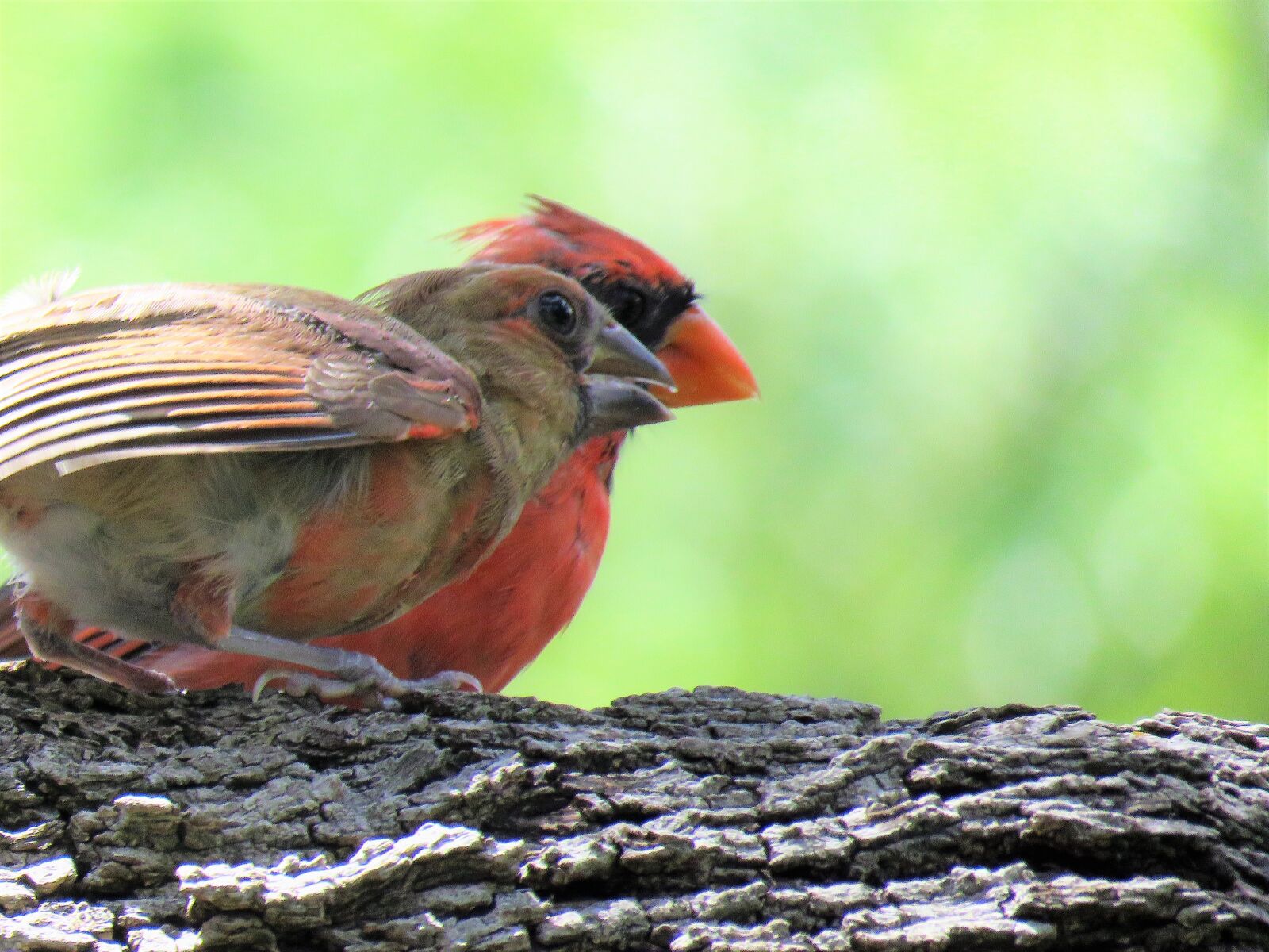 Canon PowerShot SX60 HS sample photo. Birds, adult and immature photography