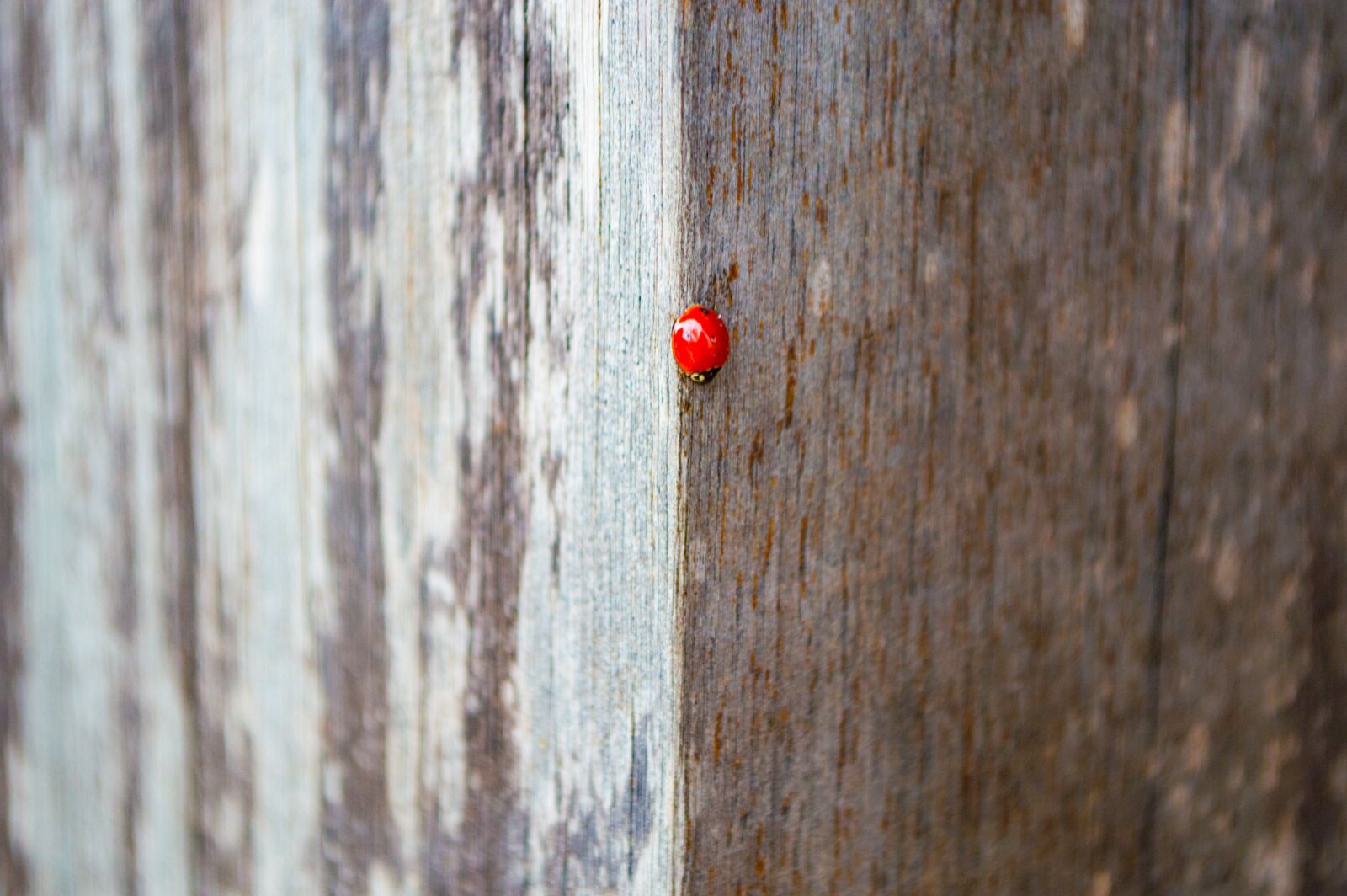Nikon D3200 sample photo. Ladybug, lady bug, insect photography