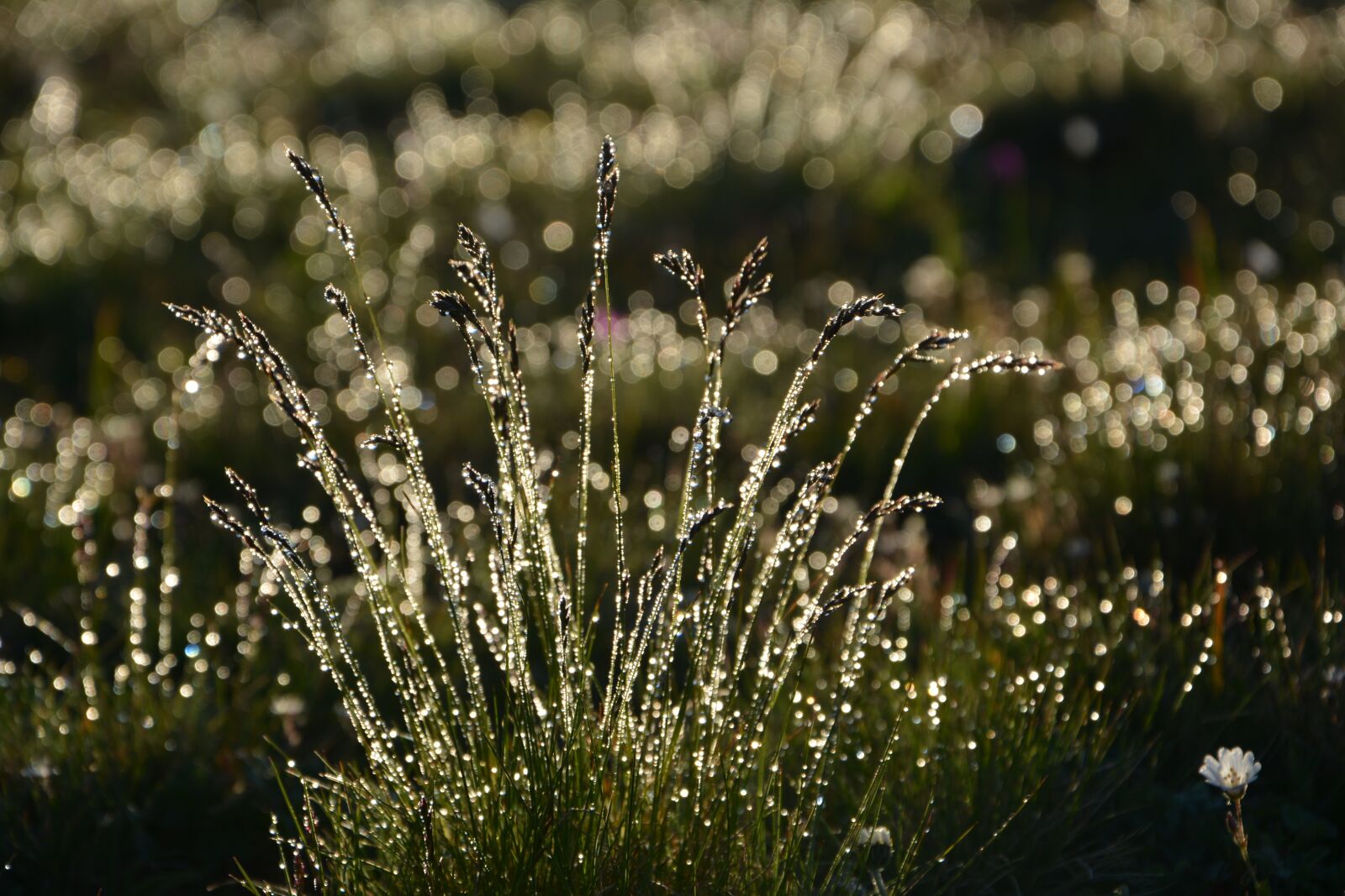 Nikon D7100 sample photo. Reverse light, flower, nature photography