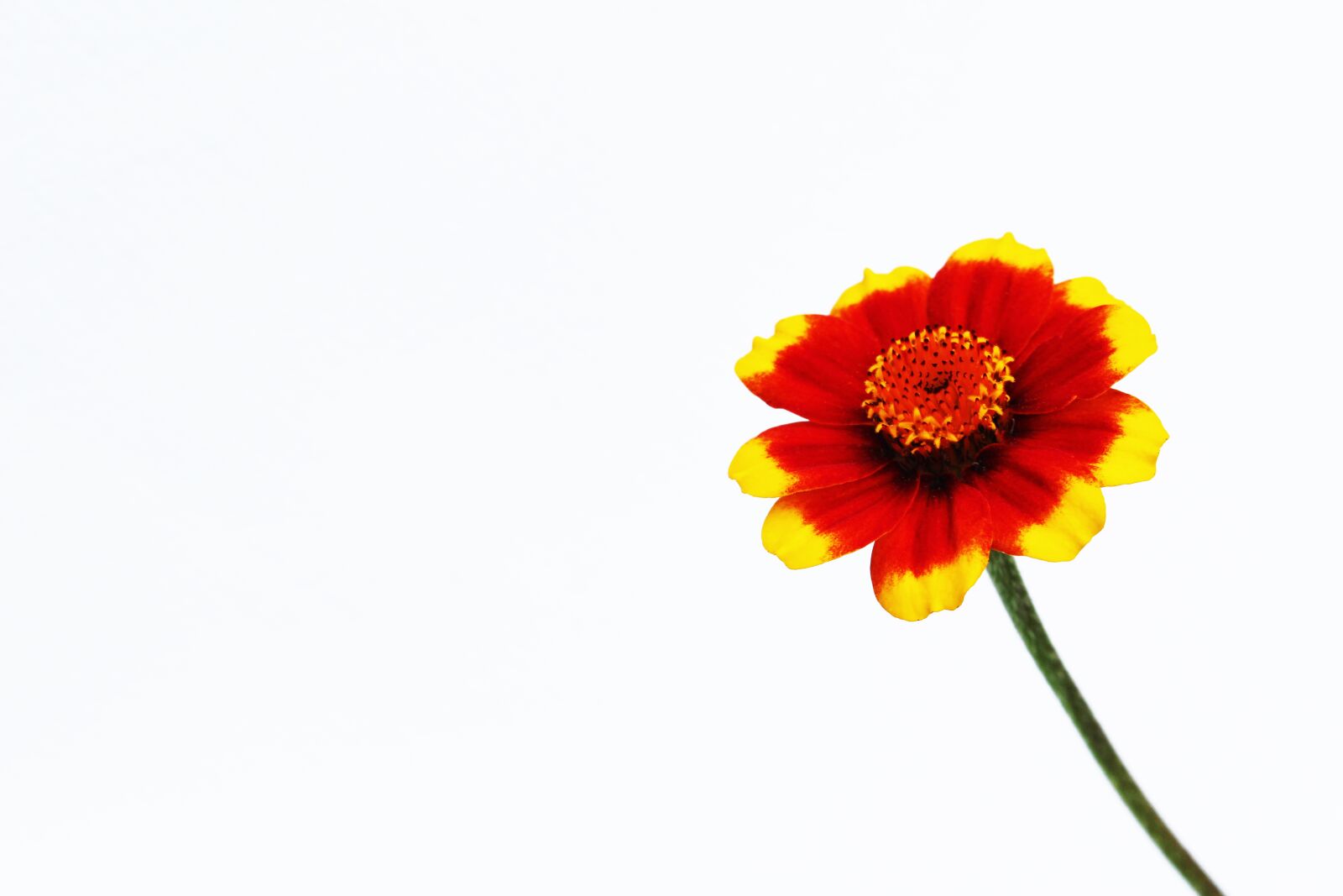 Canon EOS 700D (EOS Rebel T5i / EOS Kiss X7i) sample photo. One, orange, flower photography