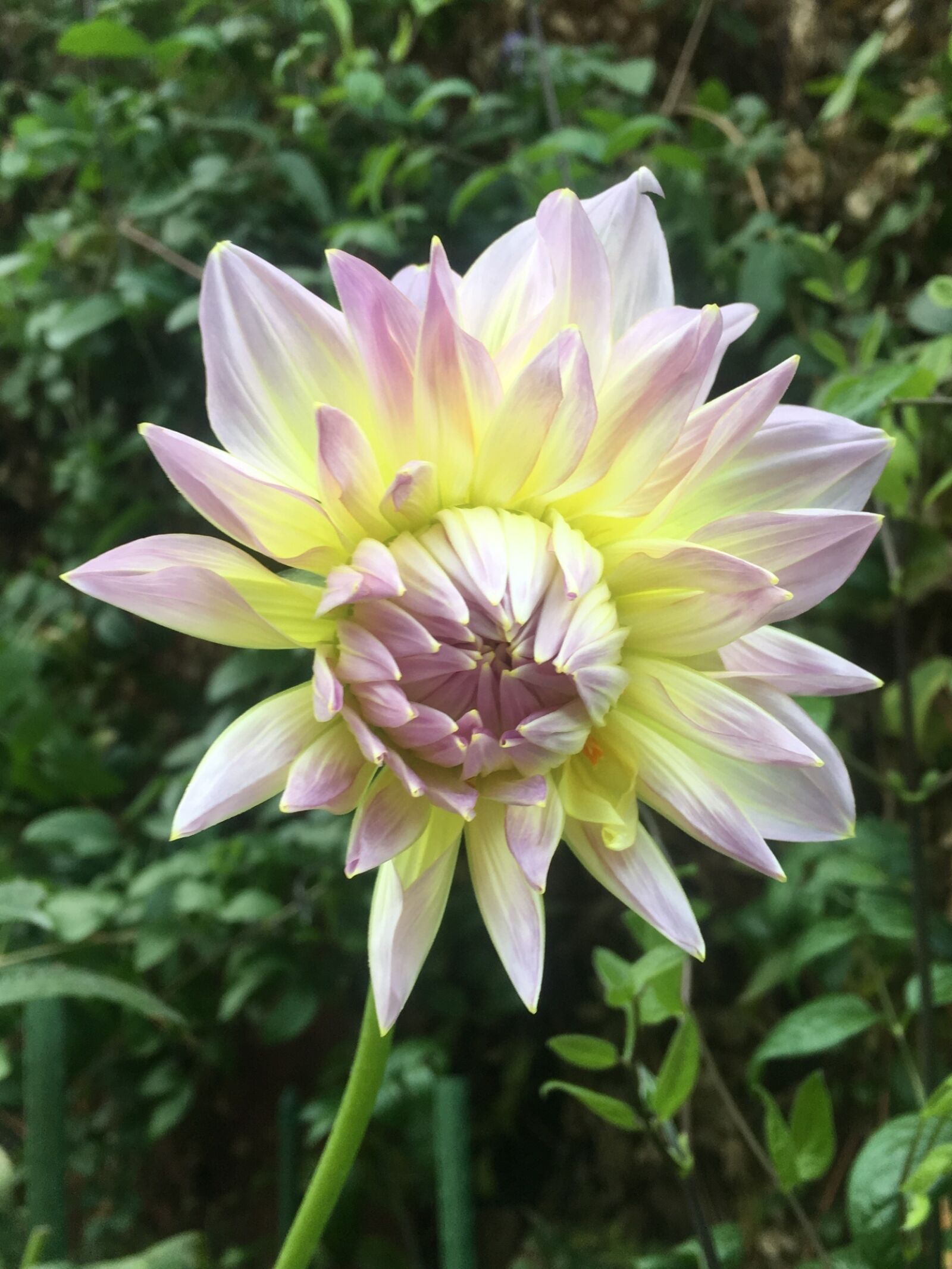 Apple iPhone 6s Plus sample photo. Flower, pink, yellow photography