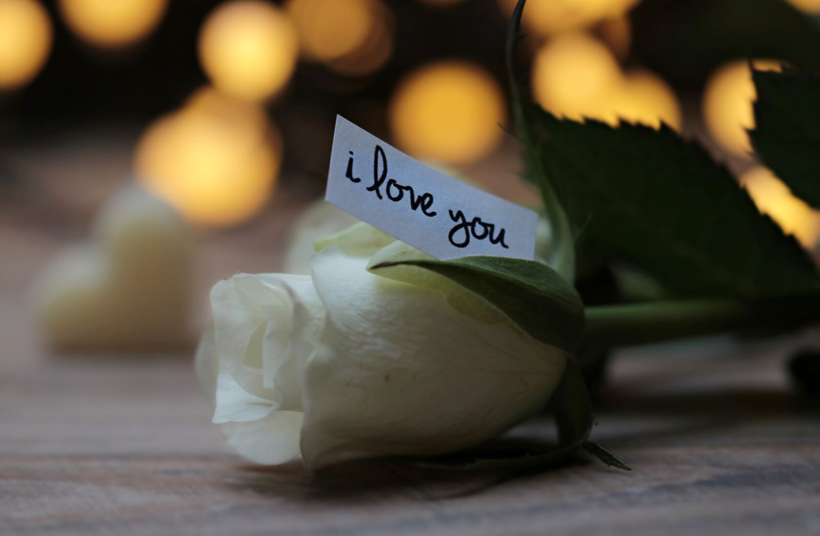 Canon EOS 80D sample photo. Rose, bokeh, love message photography