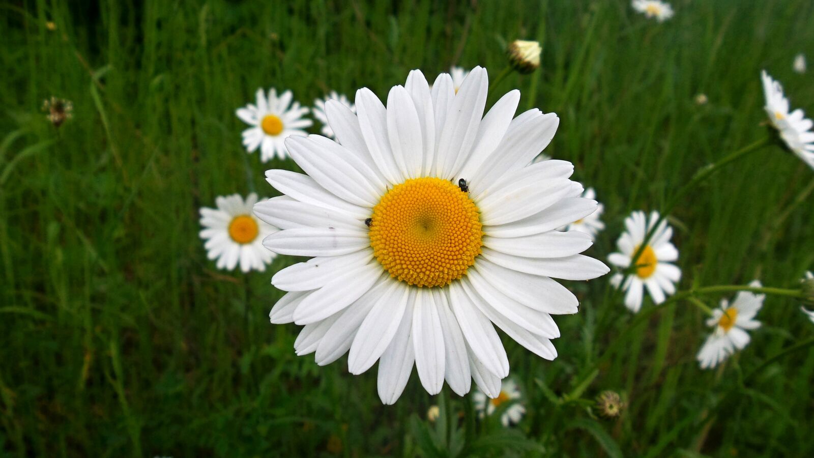 Samsung Galaxy S4 Zoom sample photo. Daisy, flower, macro photography