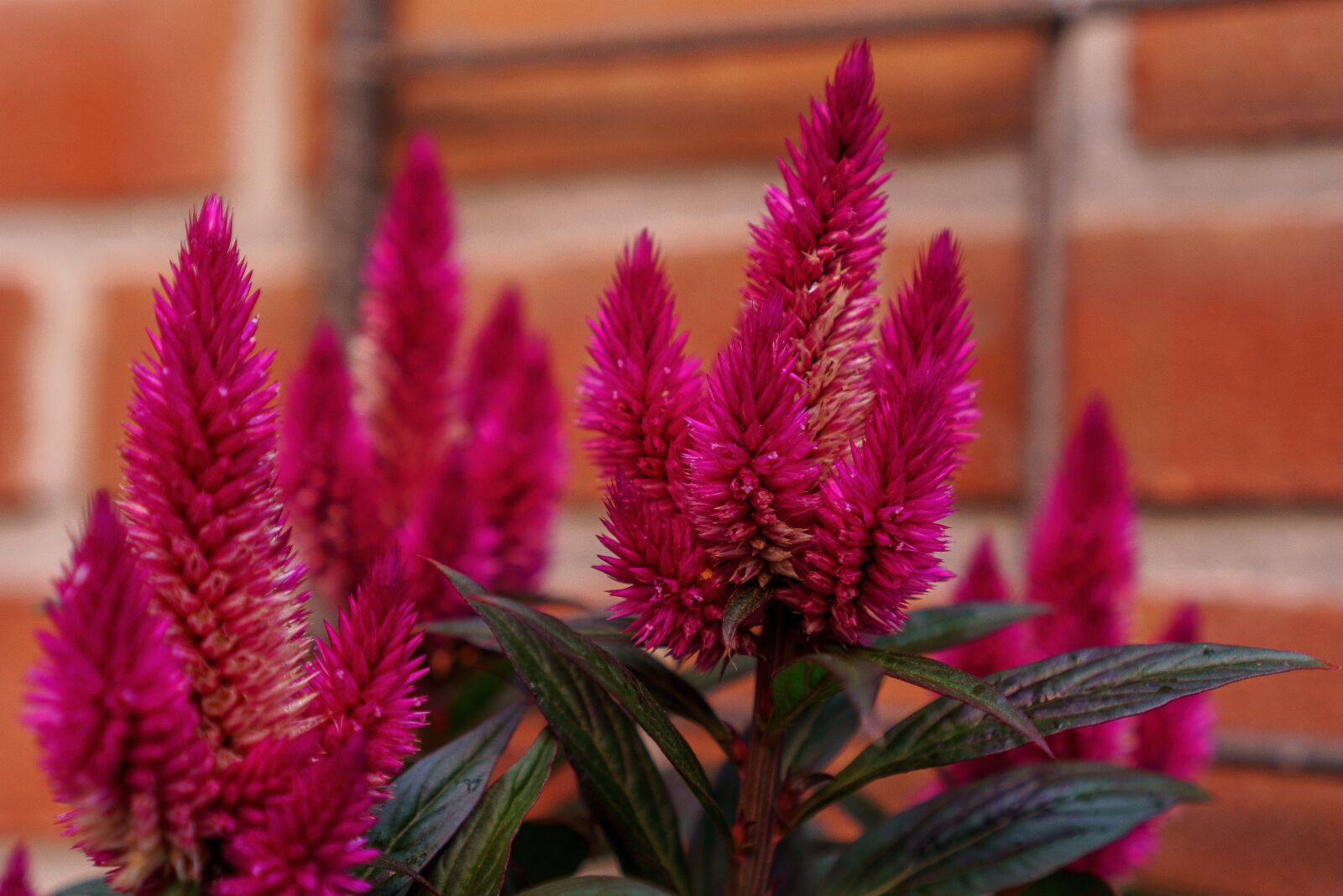 Sony a6000 + Sony E 35mm F1.8 OSS sample photo. Flower, garden, nature photography
