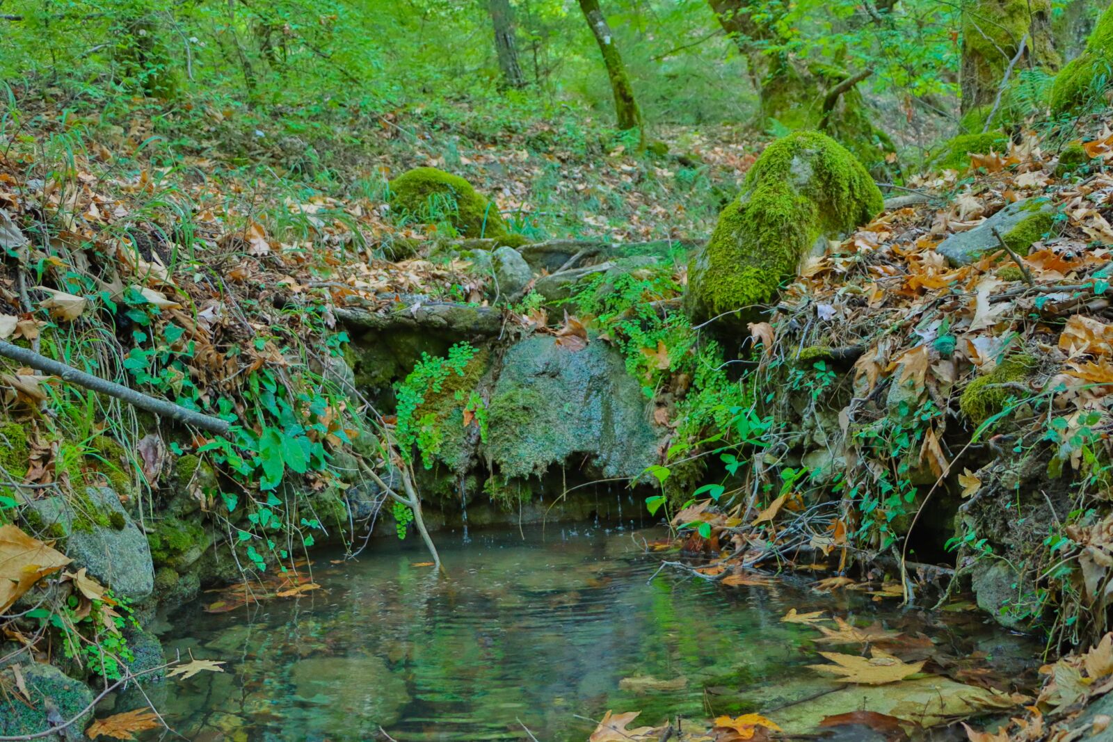 Canon EOS 90D sample photo. Forest, spring water, distillation photography