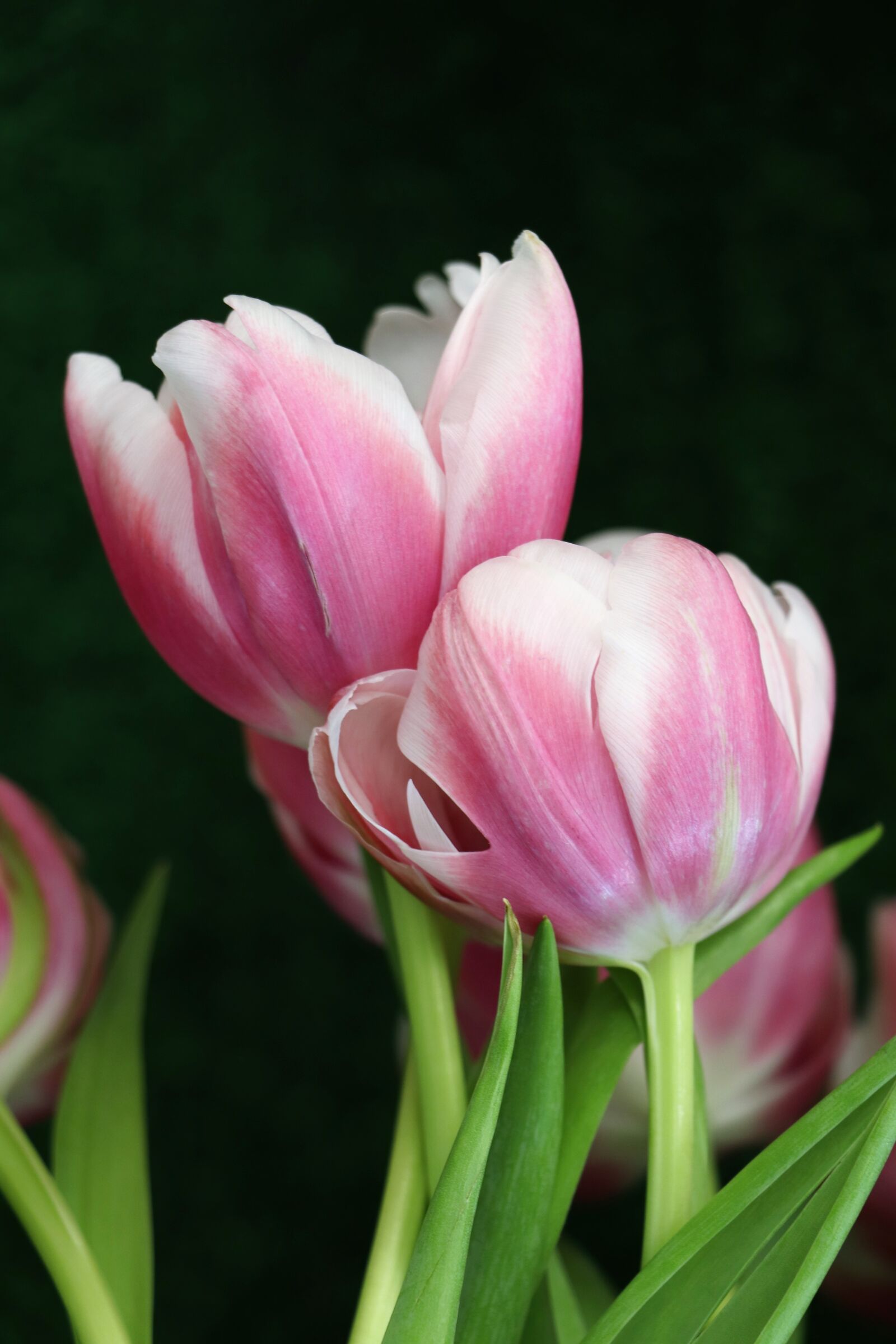 Canon EOS 77D (EOS 9000D / EOS 770D) sample photo. Tulips, tulip, flowers photography