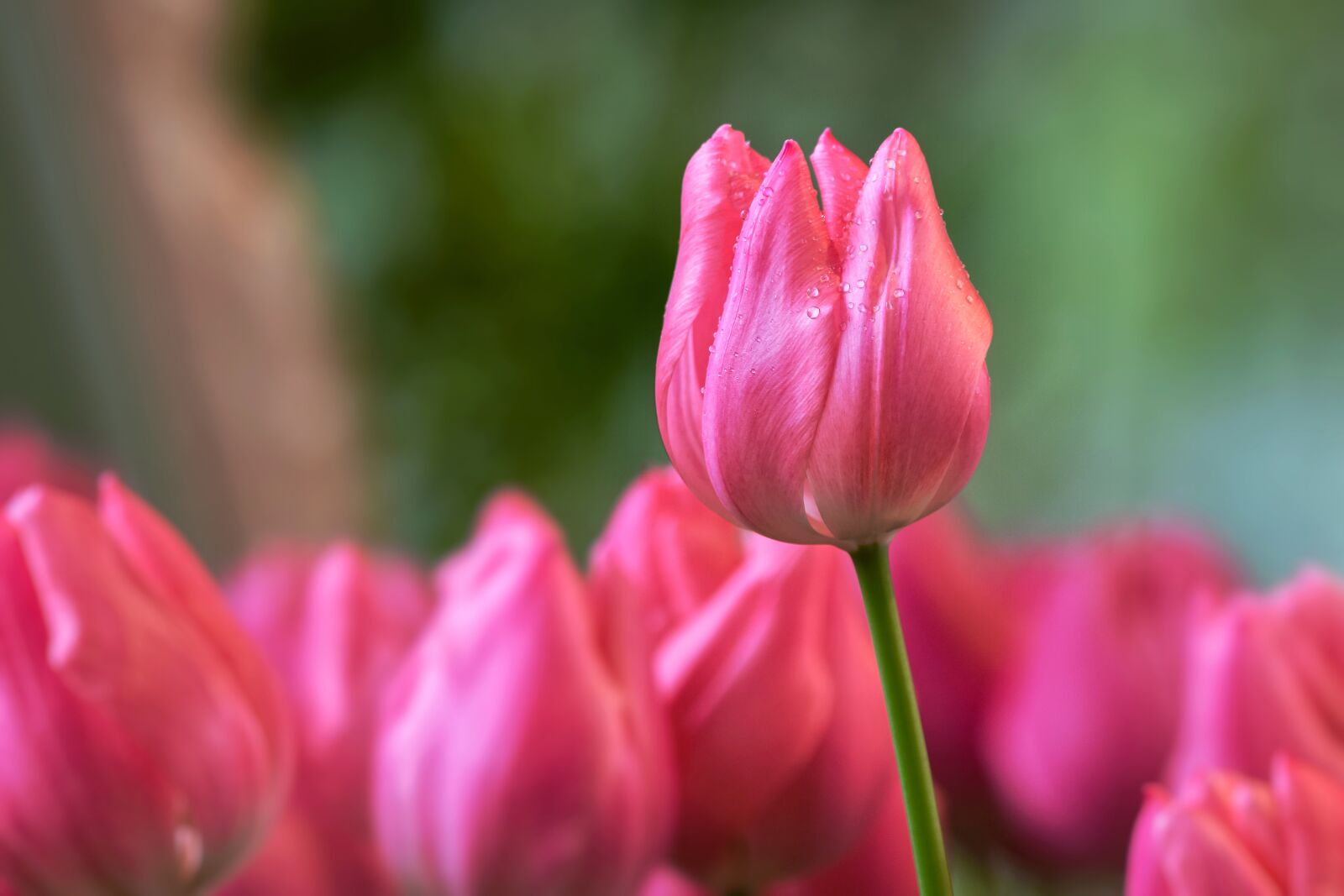Nikon D7200 sample photo. Natural, landscape, plant photography
