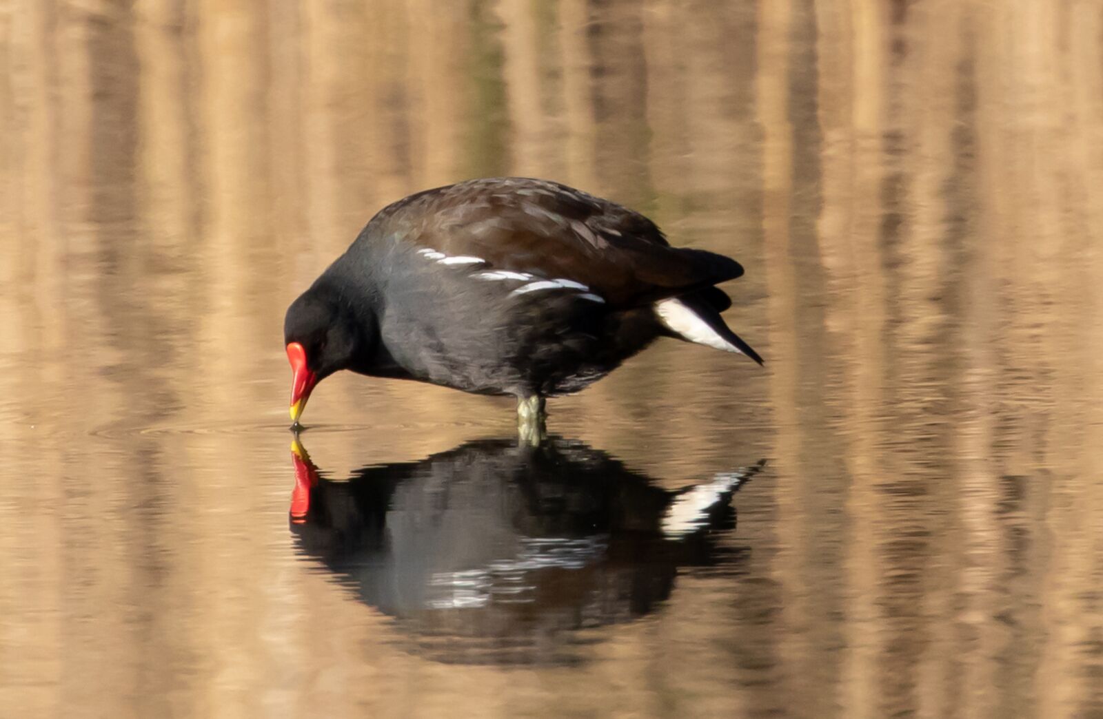 Canon EOS 7D Mark II sample photo. Moorhen, reflection, water photography