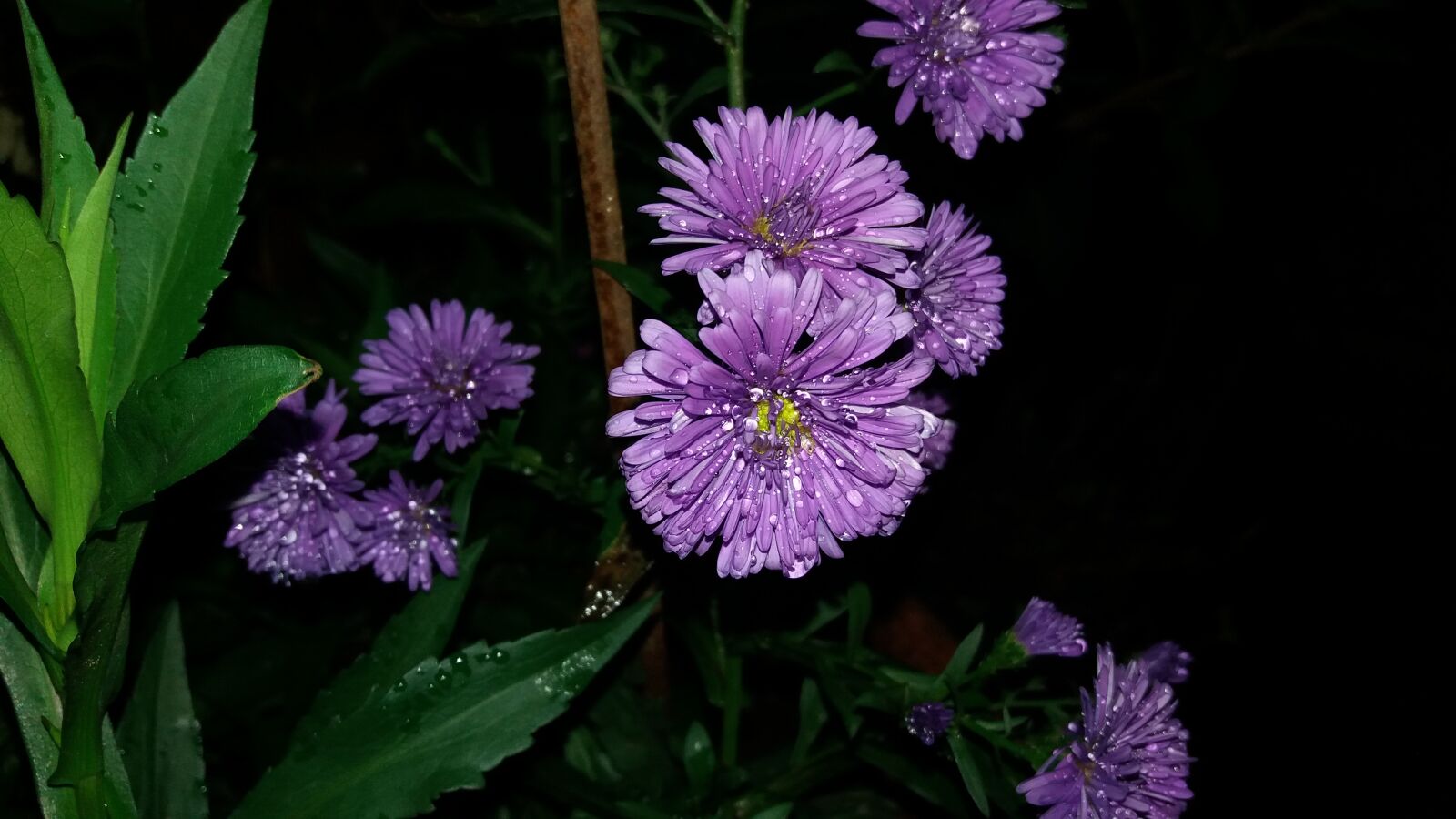 Samsung Galaxy J5 sample photo. Flower, nature, drops photography