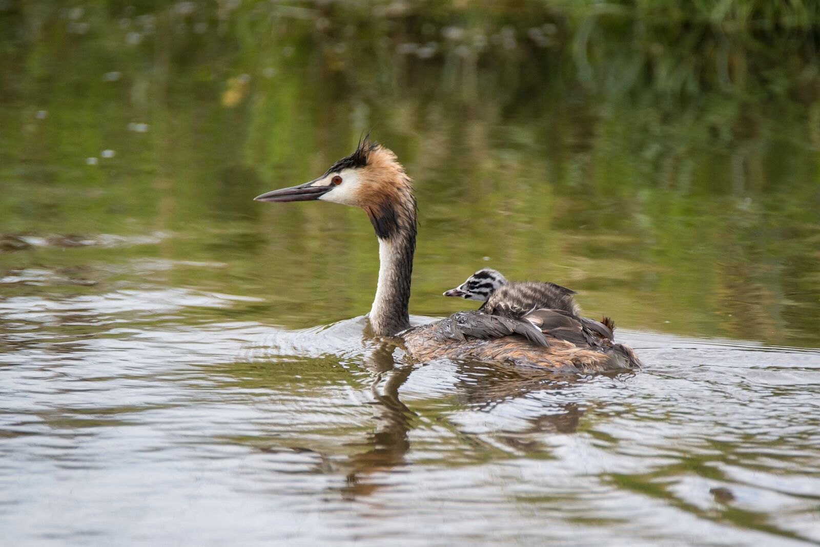 Nikon D600 sample photo. Great crested grebe, podiceps photography