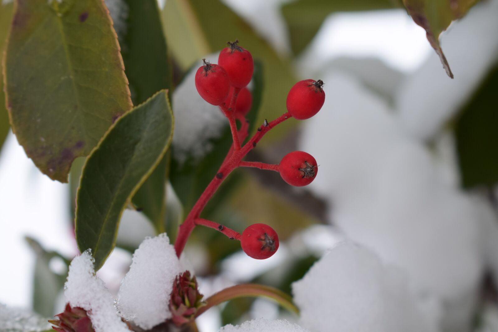 Nikon D5300 sample photo. Coral rowan, winter, contrast photography