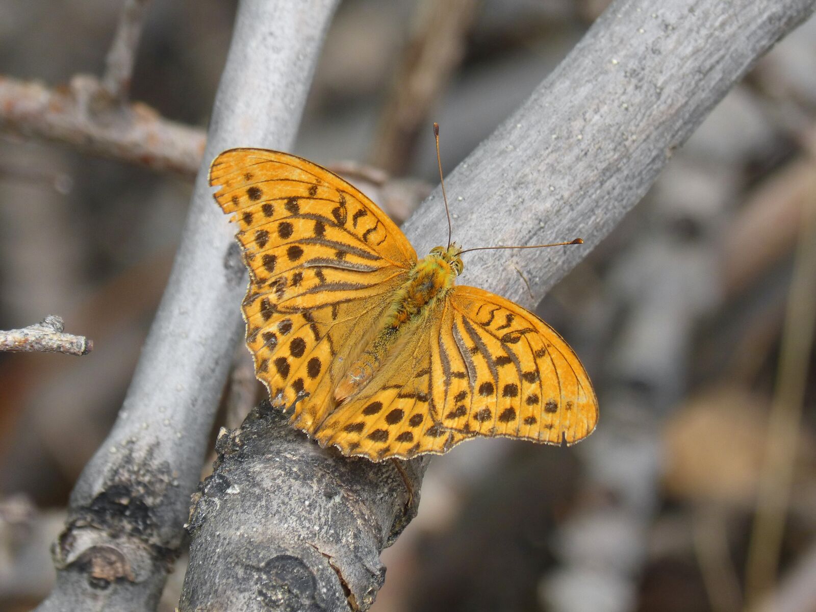 Panasonic DMC-FZ62 sample photo. Butterfly, melitaea deione, damer photography
