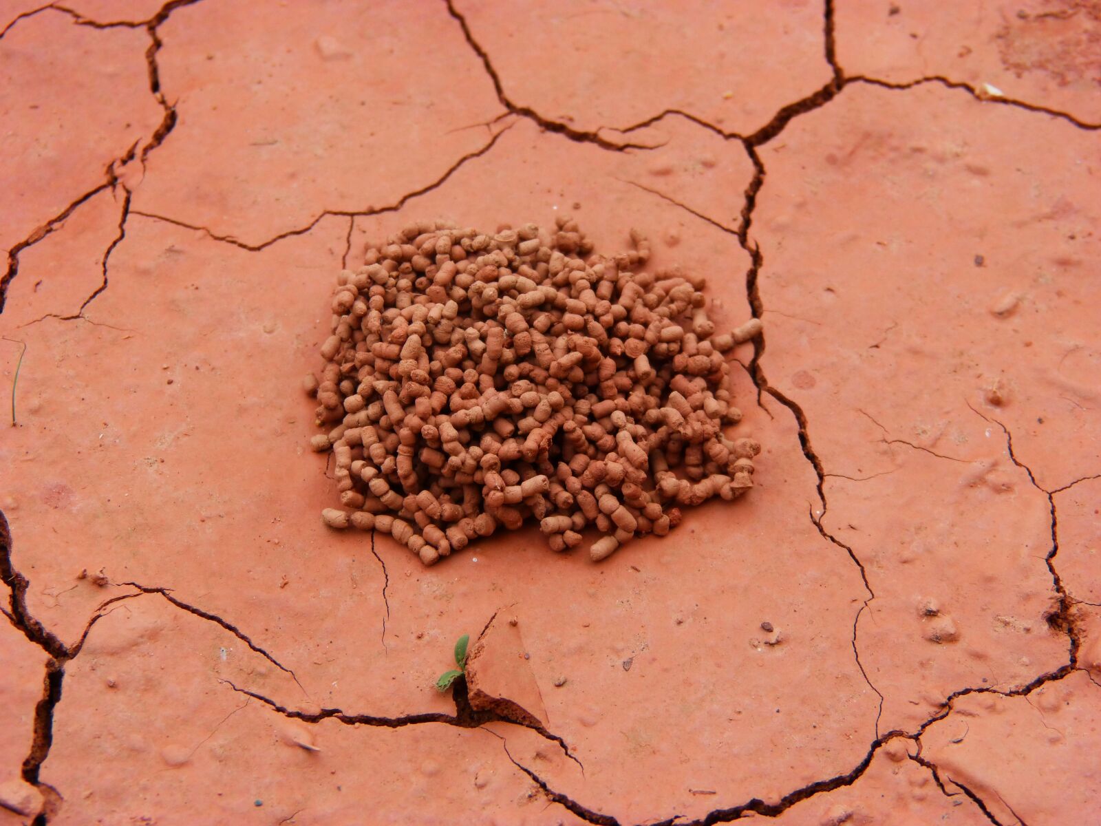 Panasonic DMC-FZ62 sample photo. Clay, mud, ant nest photography