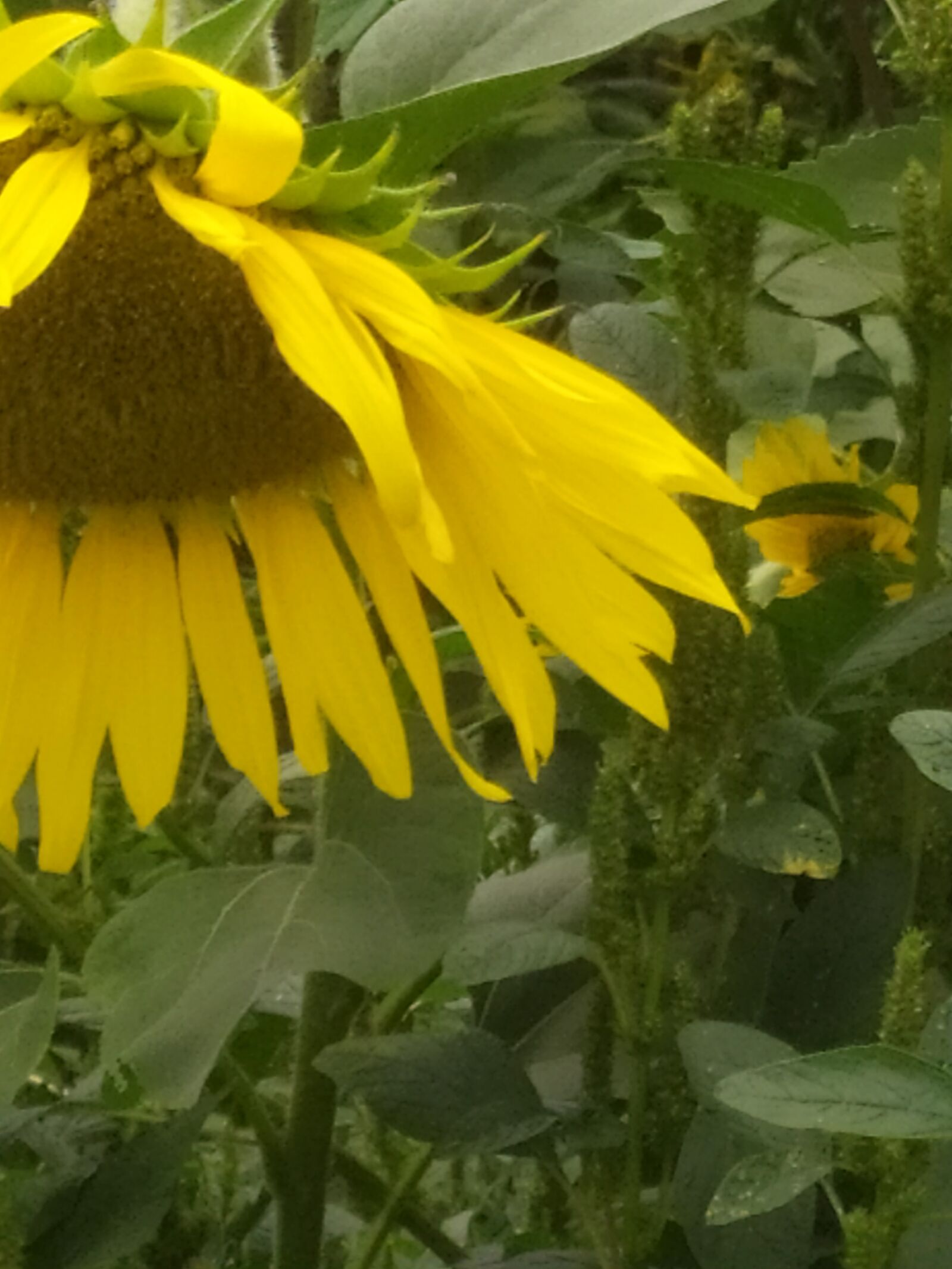 Xiaomi Redmi Note 7 sample photo. Nature, summer, flowers photography