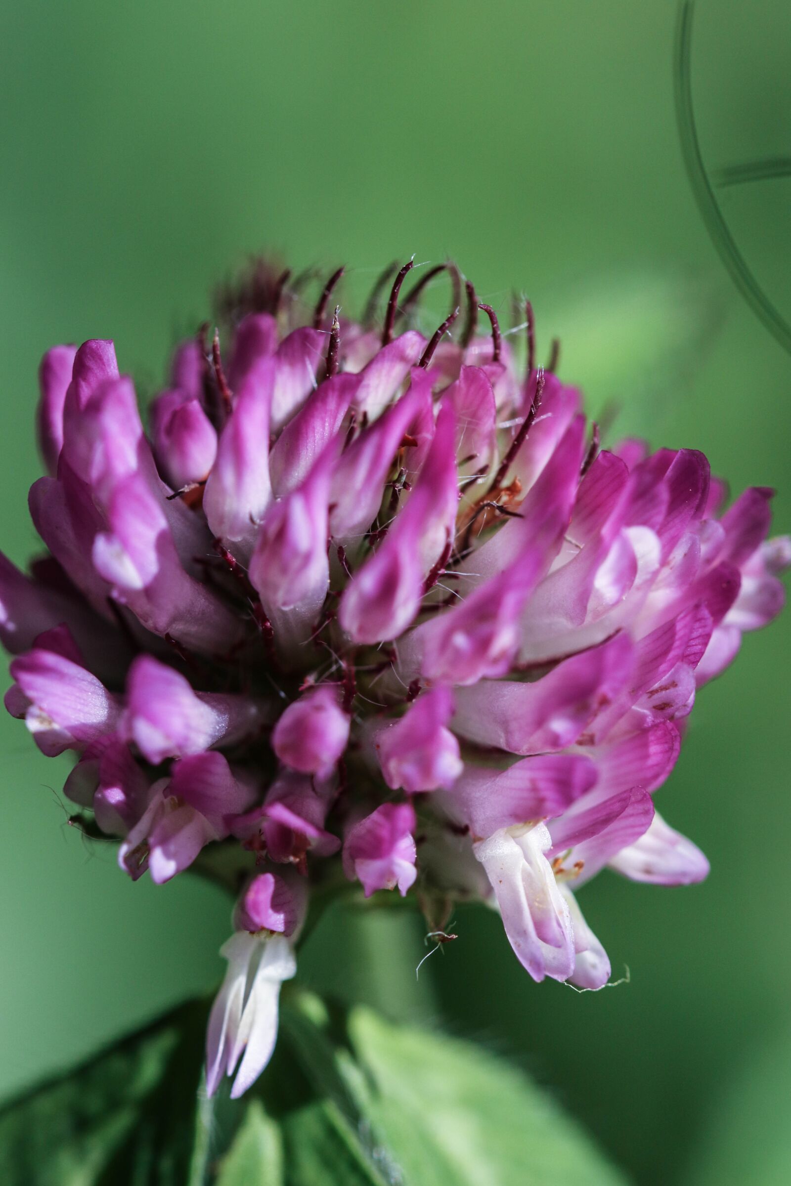 Canon EOS 7D Mark II sample photo. Wildflower, pink, nature photography