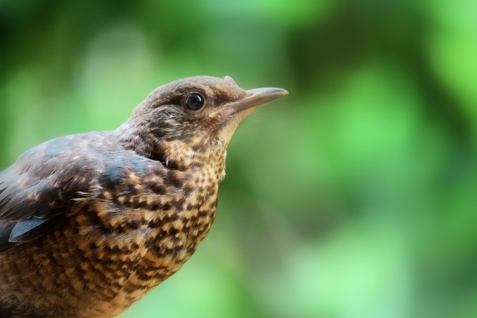 Canon EF-S 55-250mm F4-5.6 IS STM sample photo. Blackbird, bird, young bird photography