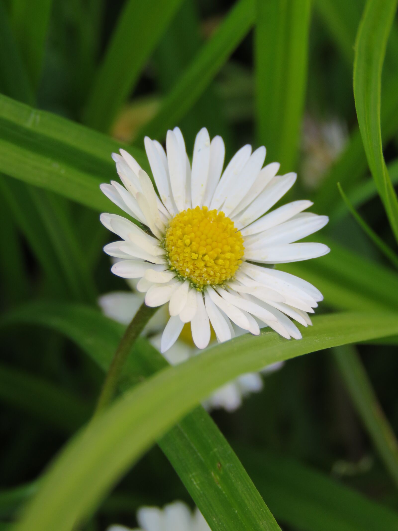 Canon PowerShot SX60 HS sample photo. Madelief, grass, white photography