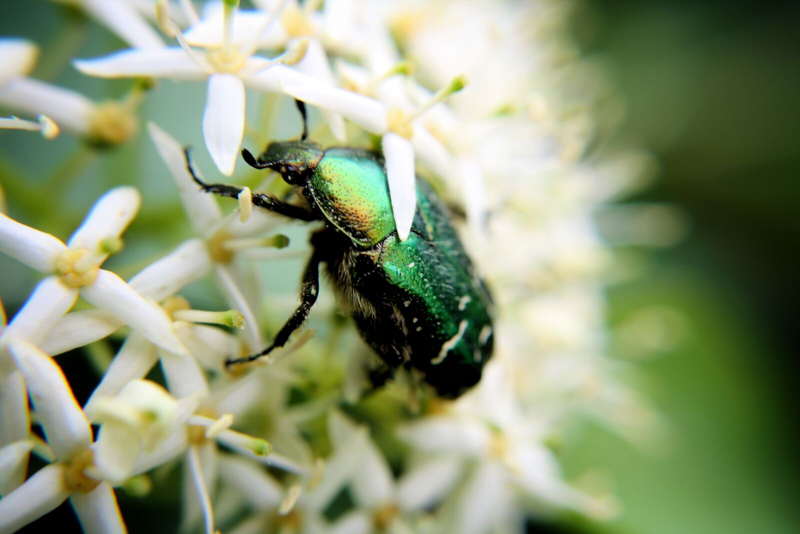 Canon EOS 1000D (EOS Digital Rebel XS / EOS Kiss F) sample photo. Bug, nature, insect photography