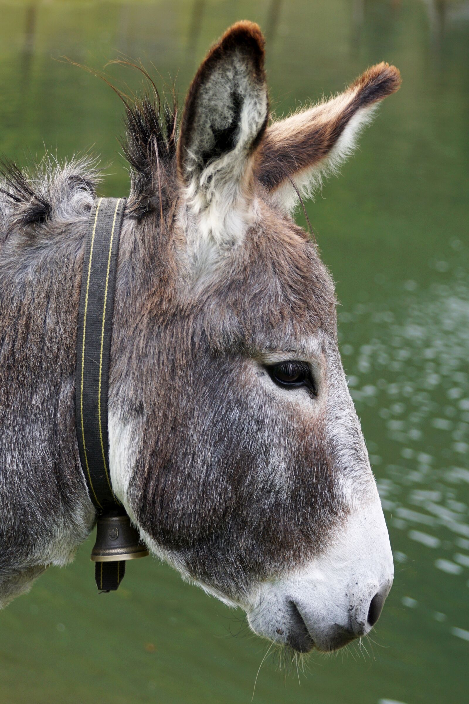 Sony DT 55-300mm F4.5-5.6 SAM sample photo. Donkey, animal, beast of photography
