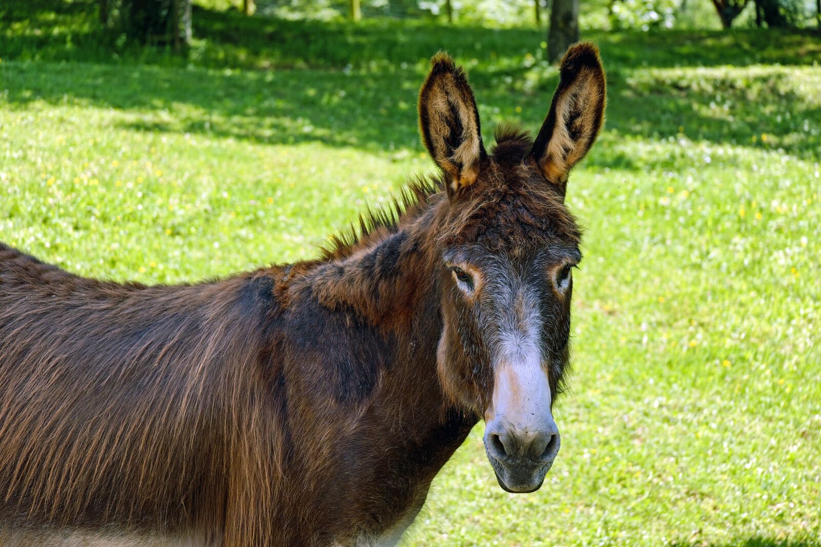 Fujifilm X-T10 + Fujifilm XC 50-230mm F4.5-6.7 OIS sample photo. Donkey, mule, animal photography