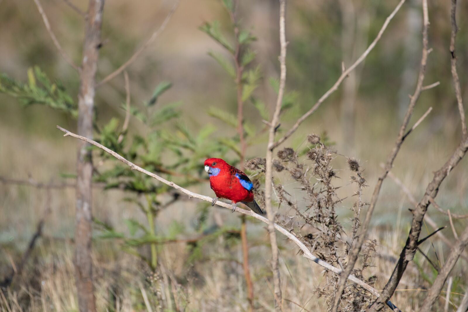 Nikon D850 sample photo. Crimson rosella, platycercus, elegans photography
