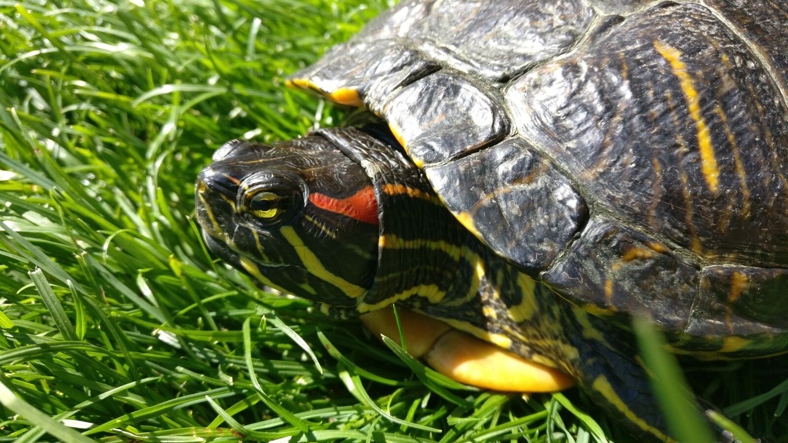 OnePlus A3003 sample photo. Turtle, red-eared slider turtle photography