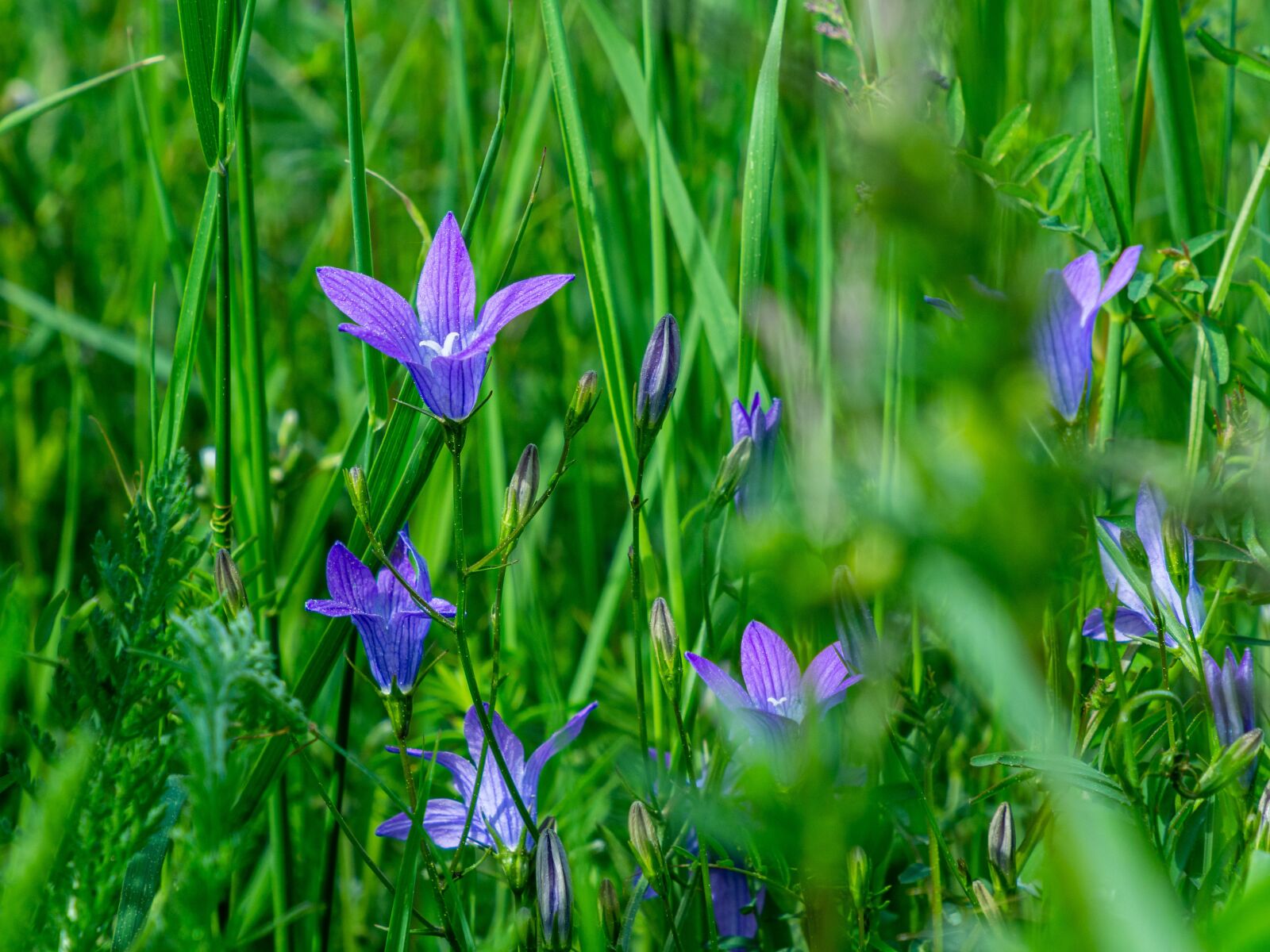 Olympus OM-D E-M10 III sample photo. Bell, meadow, flower photography