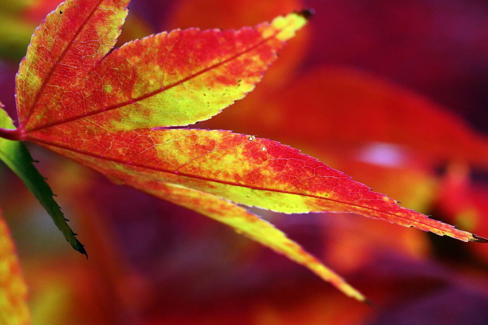 Canon EOS 800D (EOS Rebel T7i / EOS Kiss X9i) sample photo. Autumn, autumn leaves, colorful photography