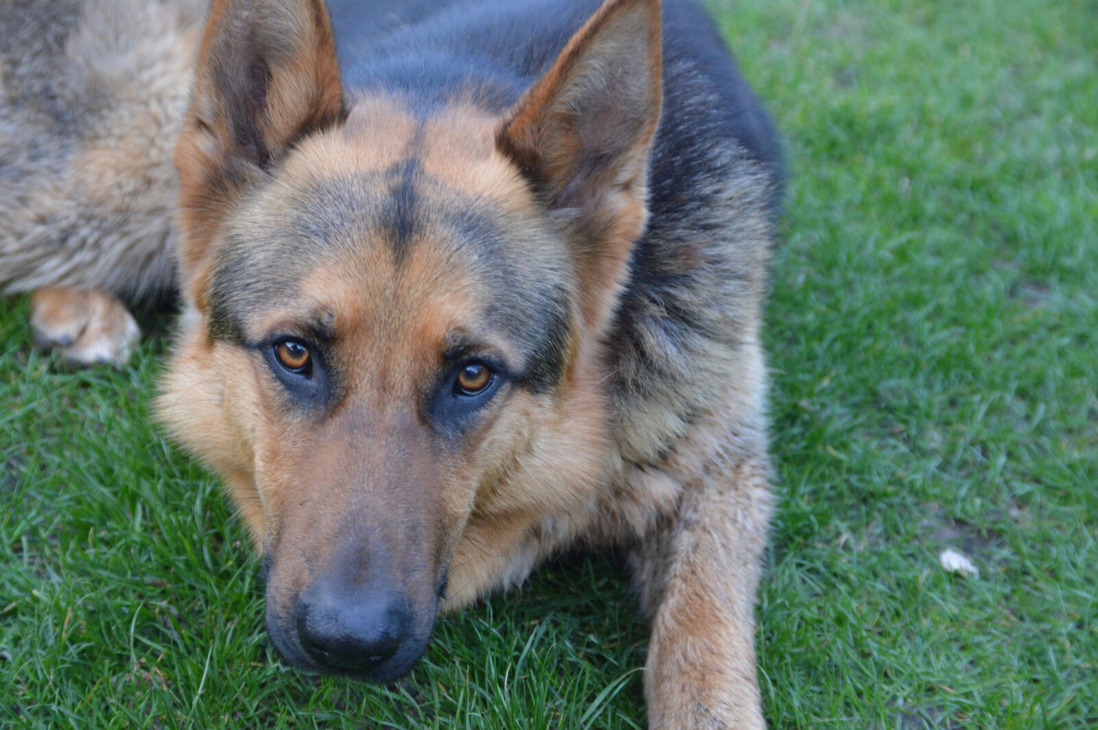 Nikon D3200 sample photo. Dog, shepherd, animal photography