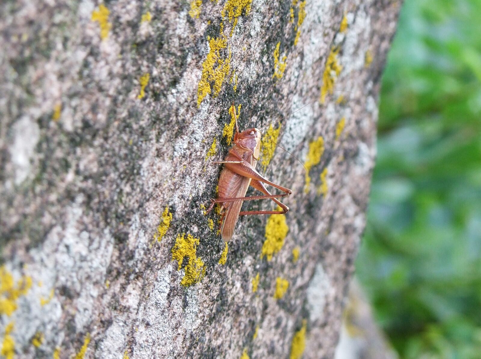 Fujifilm FinePix S100fs sample photo. Grasshopper, insect, jumper photography