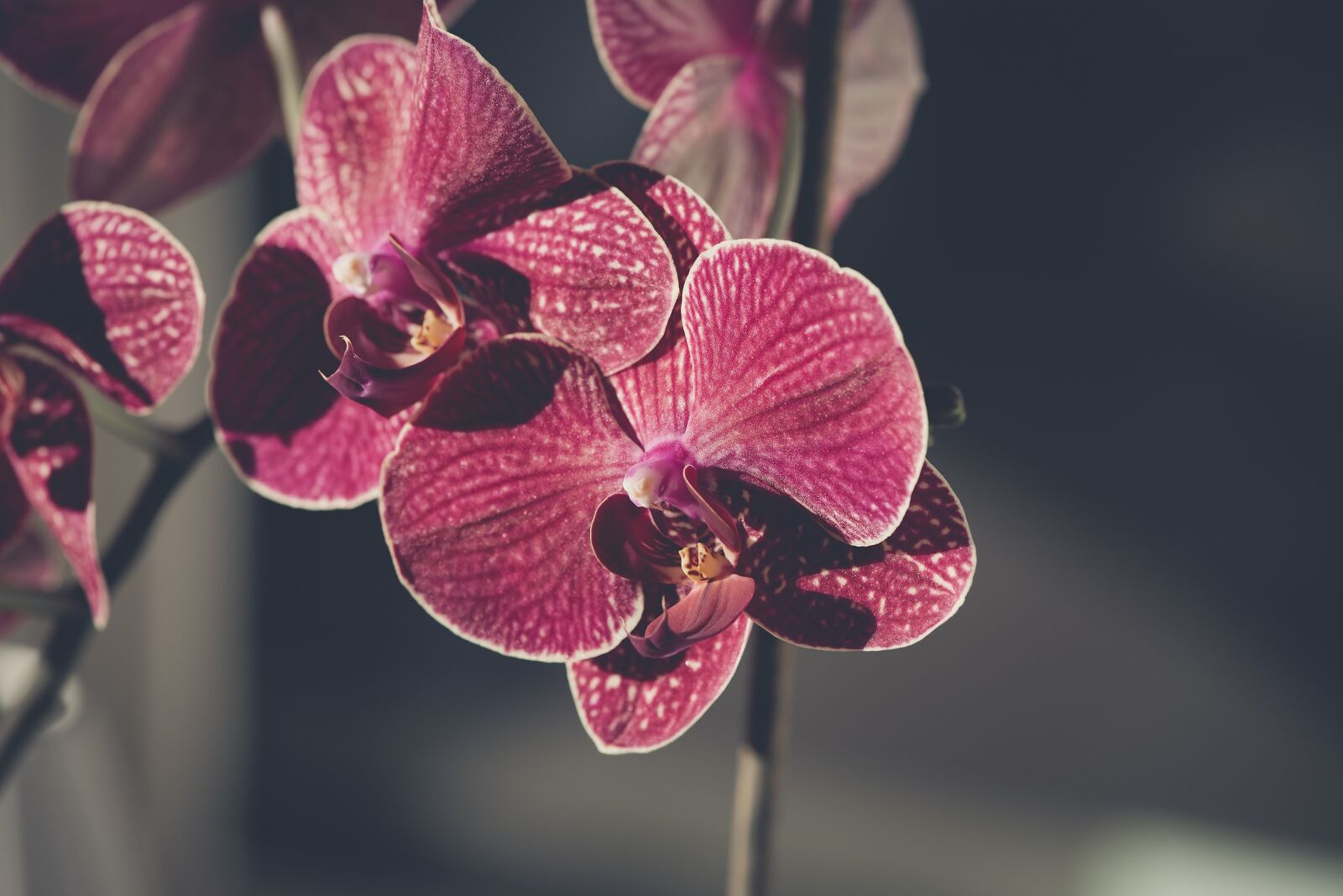 Nikon D750 sample photo. Orchid, flower, blossom photography