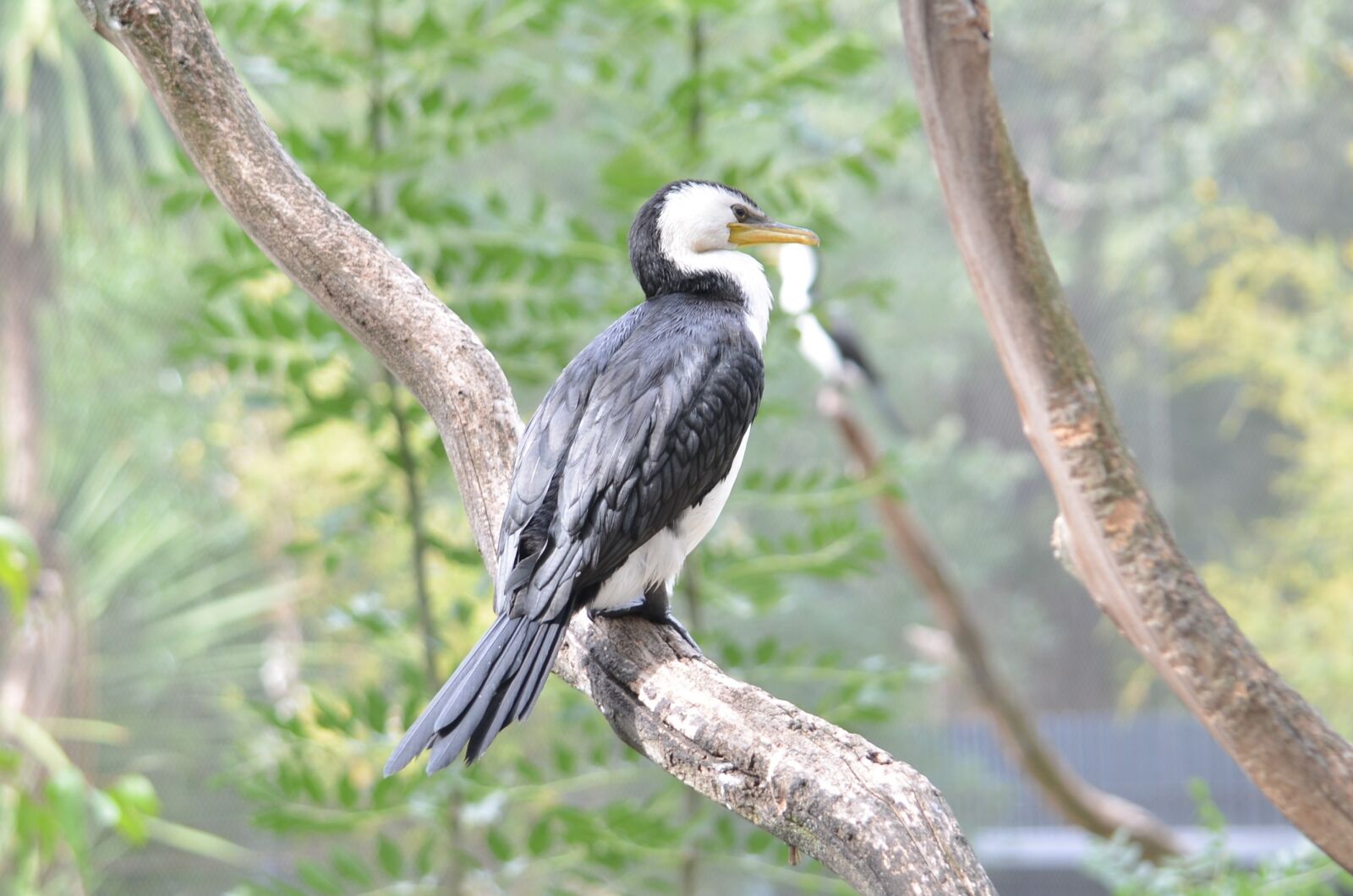 Nikon D5100 sample photo. Sea bird, bird, nature photography