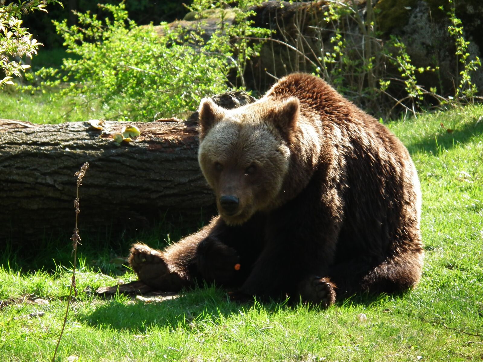 FujiFilm FinePix HS10 (FinePix HS11) sample photo. Bear, zoo, animal photography