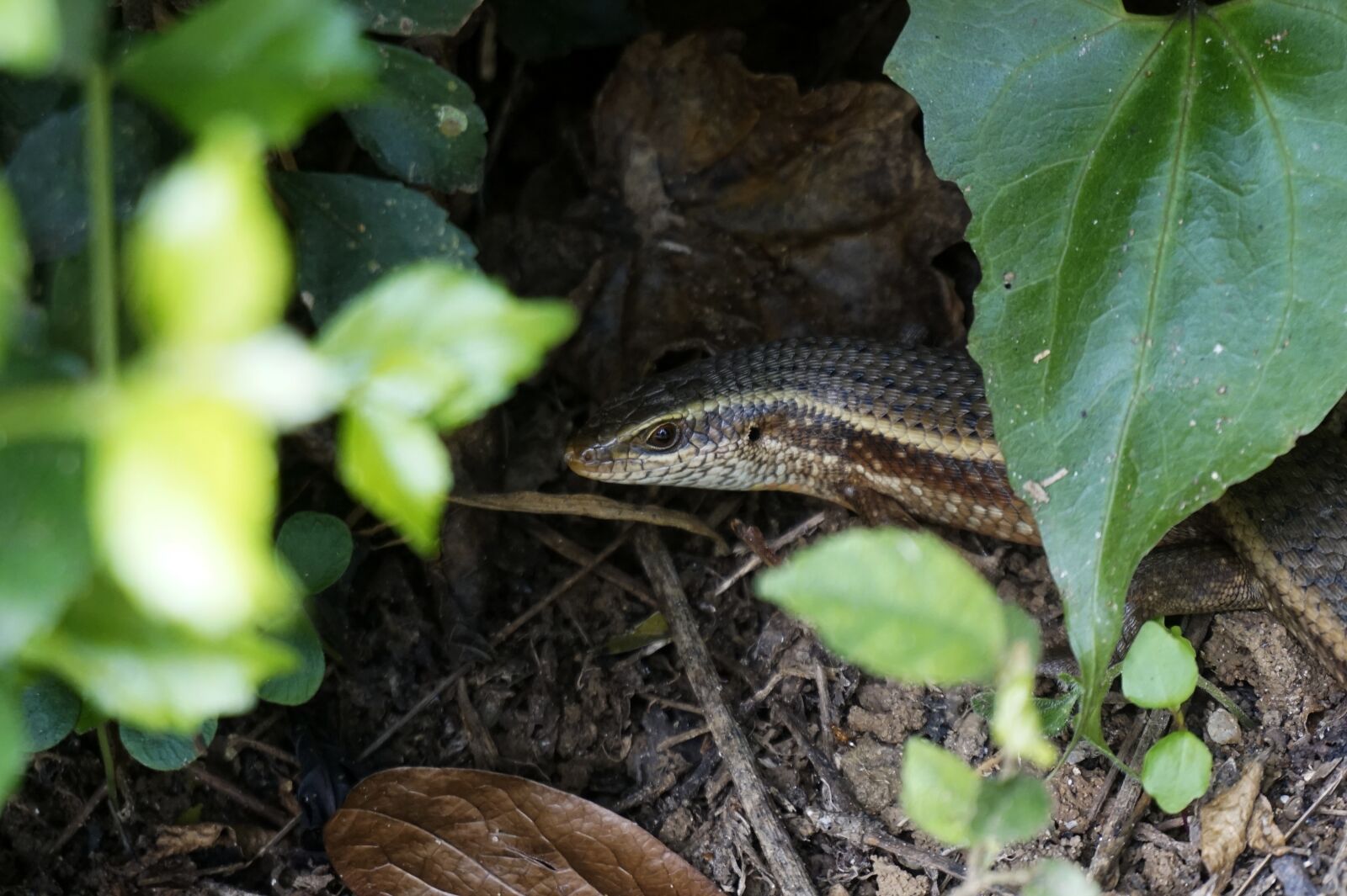 Sony Alpha a5000 (ILCE 5000) sample photo. Lizard, hiding, wildlife photography