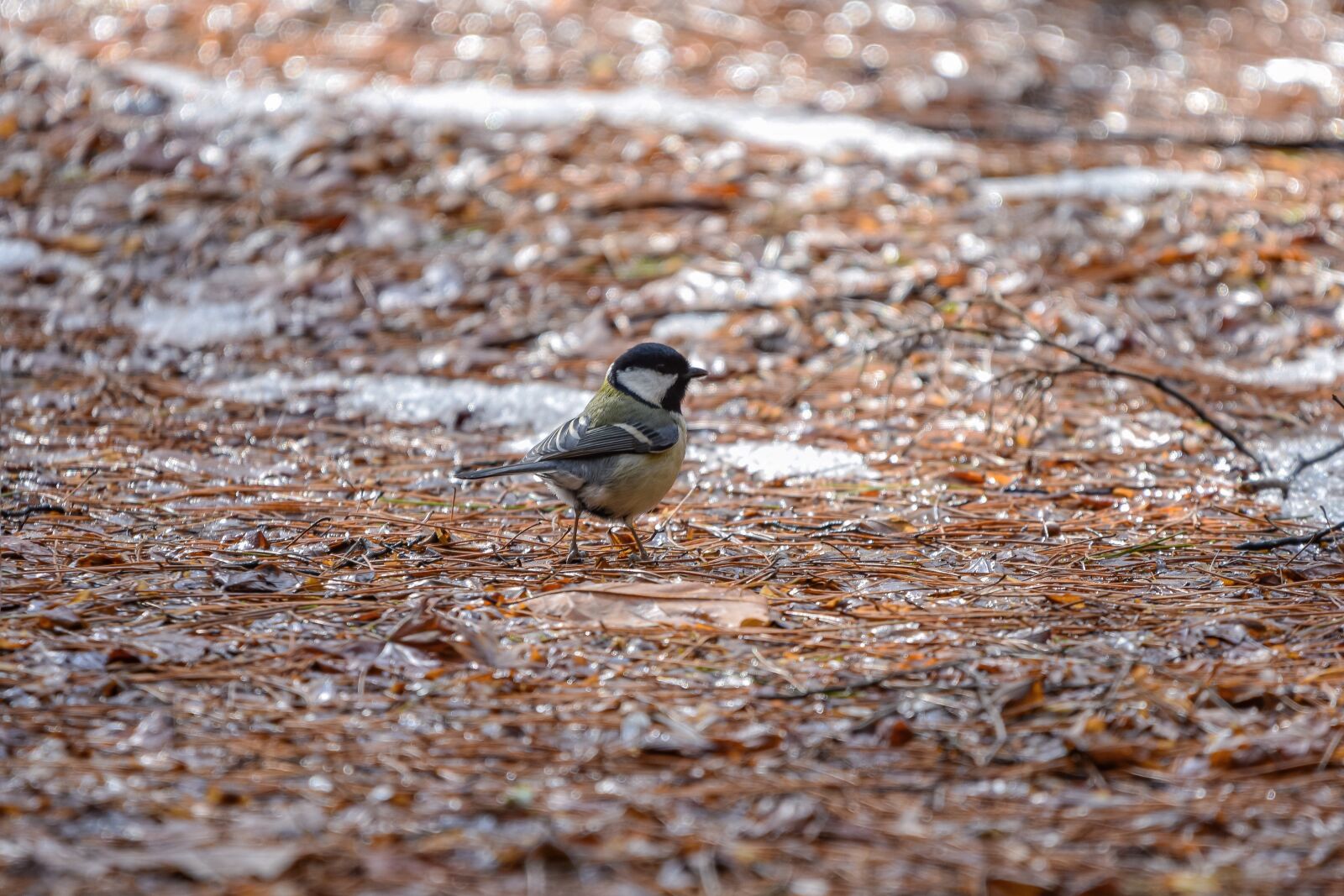 Nikon D7200 sample photo. Animal, forest, dead leaves photography